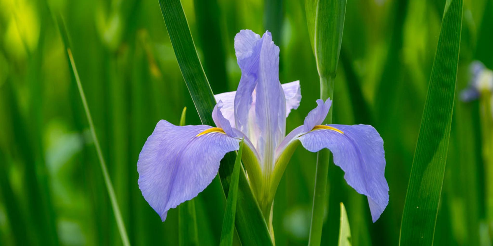 Louisiana iris shown up close.