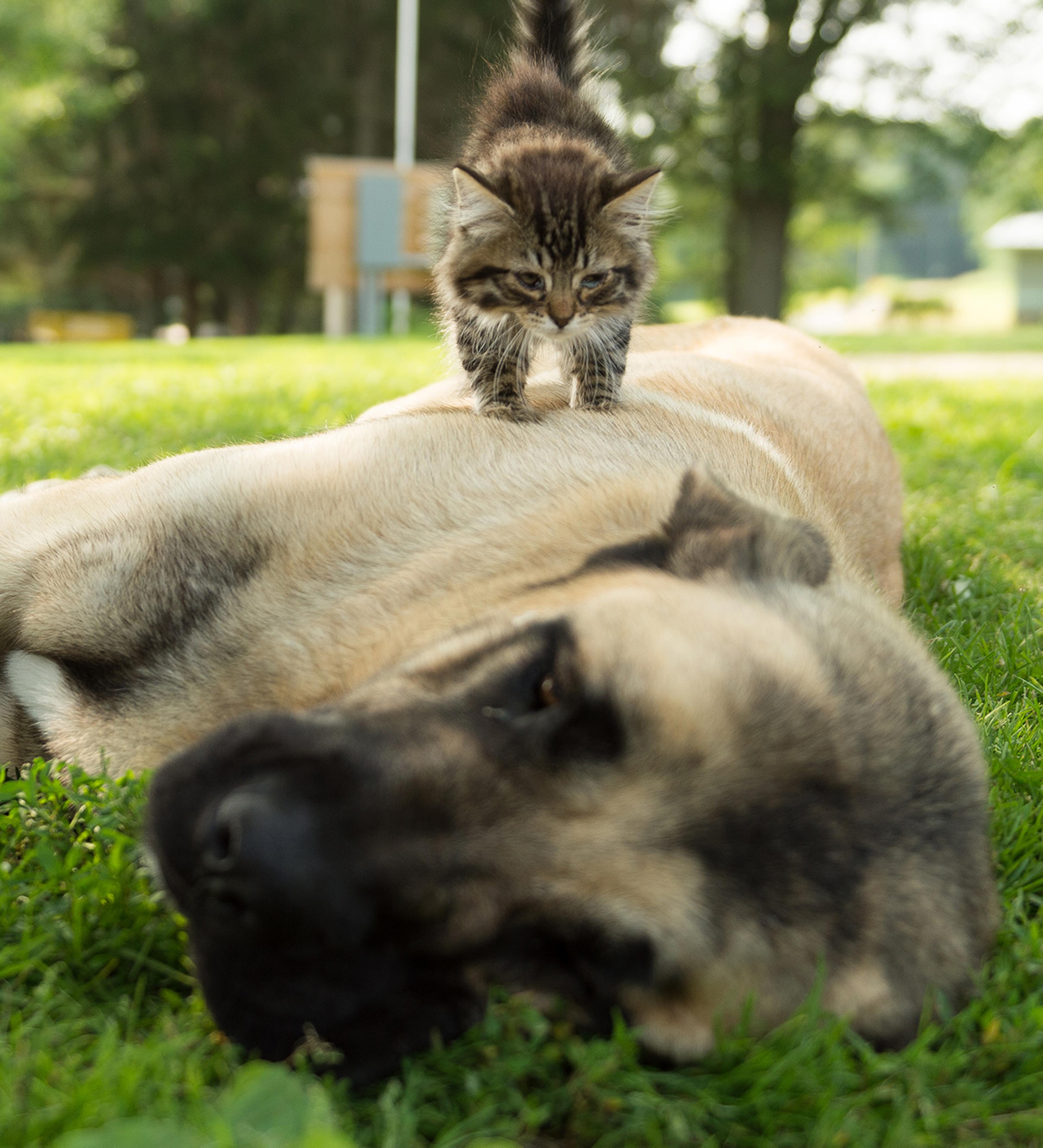 A large dog lays on its side while a striped kitten walks on top of it.