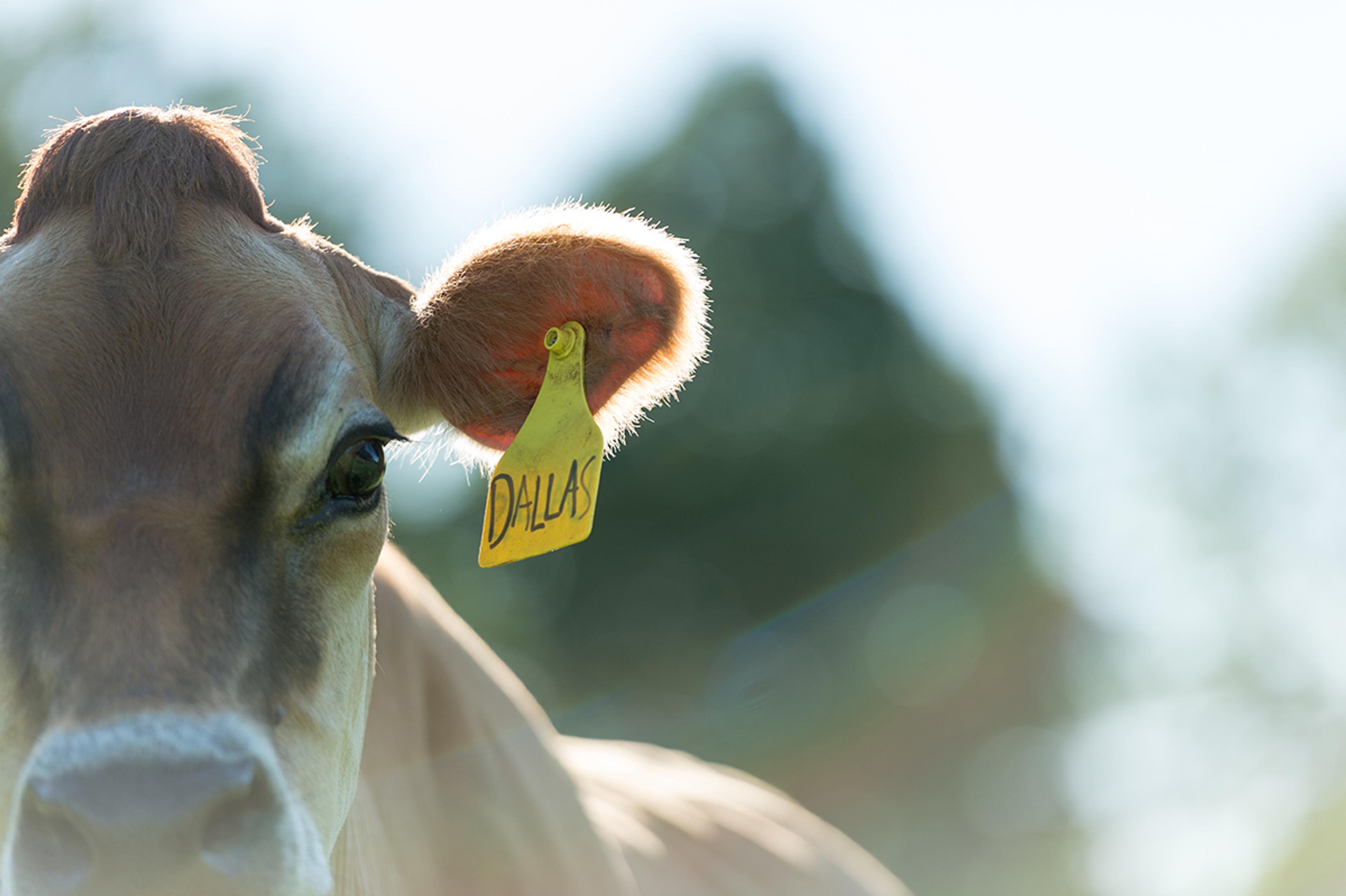 A cow with a tag in its ear that reads "Dallas" looks at the camera on an Organic Valley farm in Vermont.