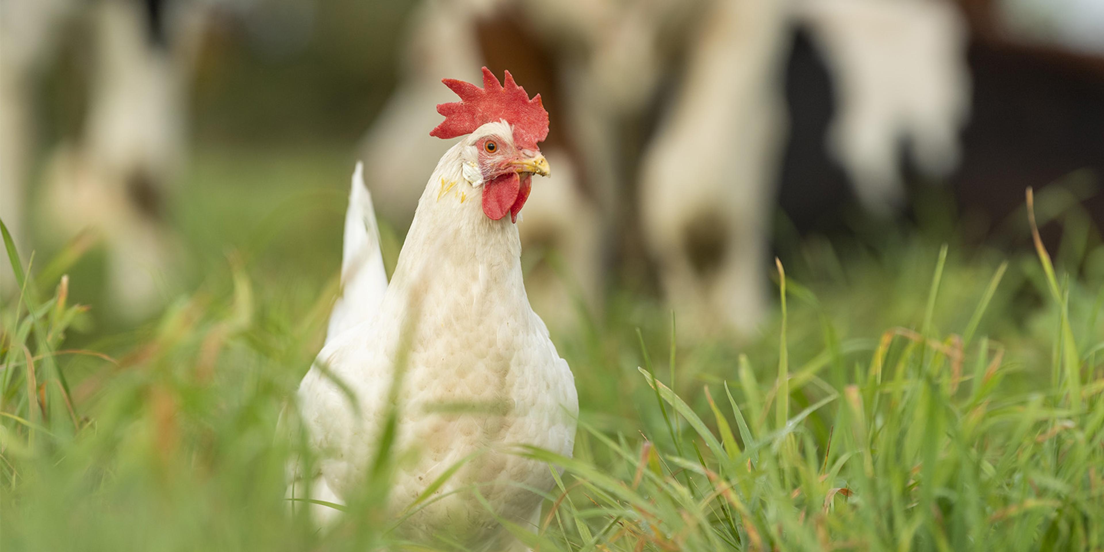 Chickens and cows mingle on the Johnson family’s organic farm in Wisconsin.