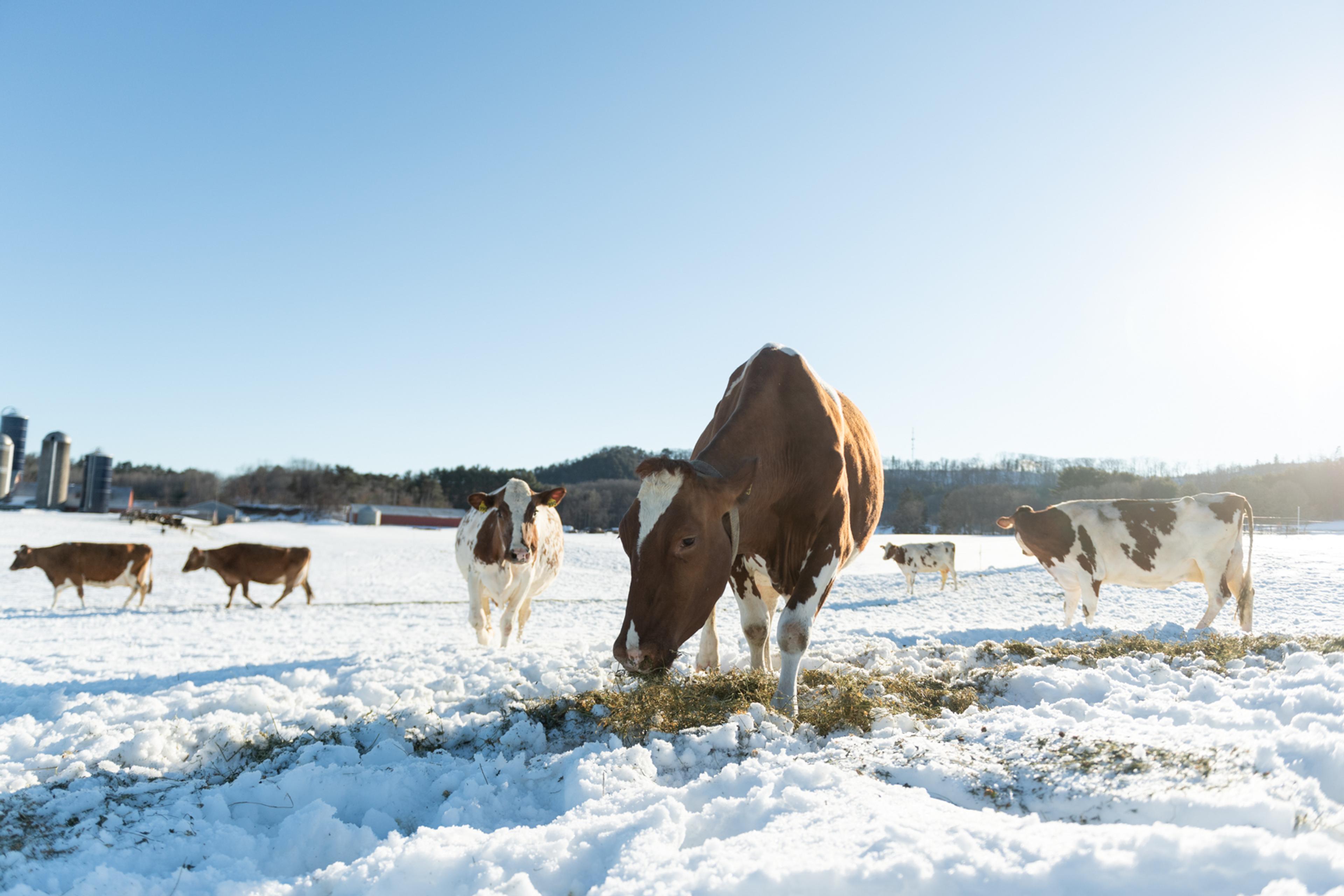 Cows eating forage grass outside on a snow-covered pasture.