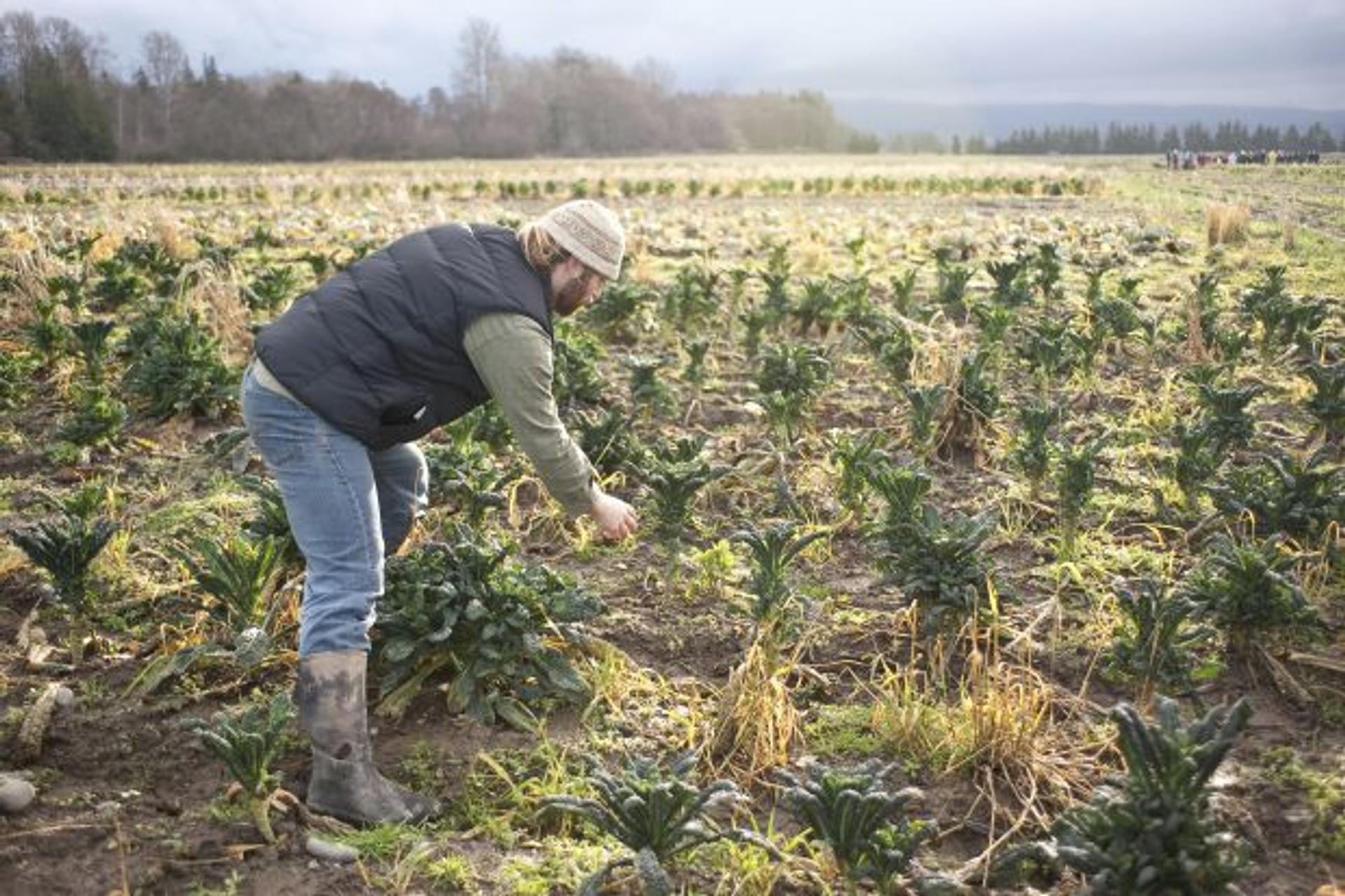 A Washington farmer tends a field of kale plants.