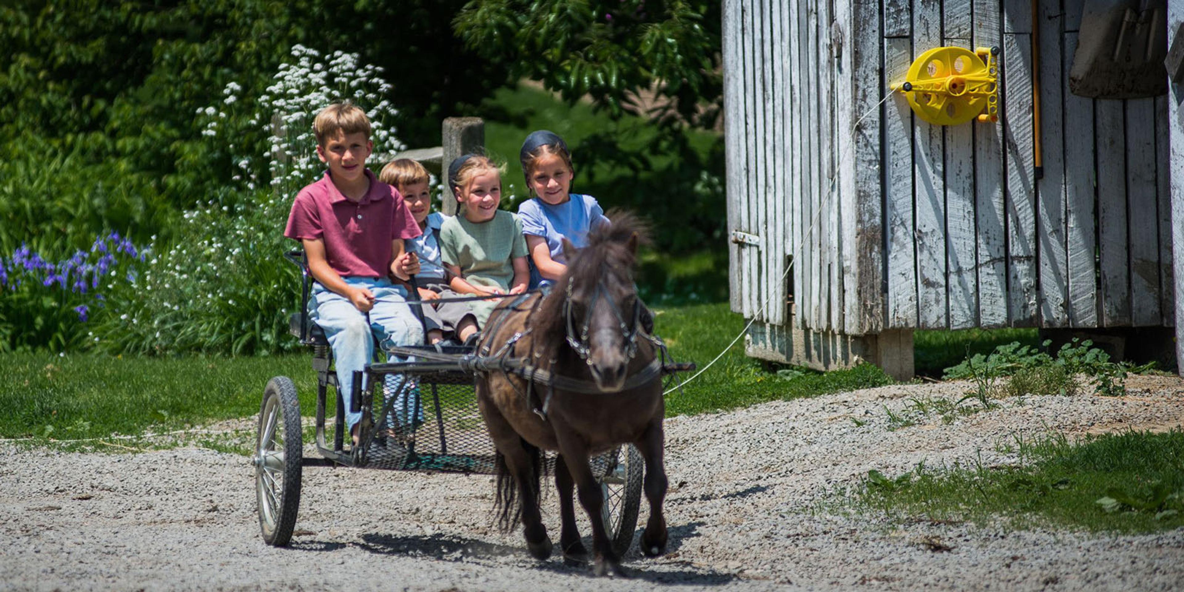 A miniature horse pulls children in a cart.