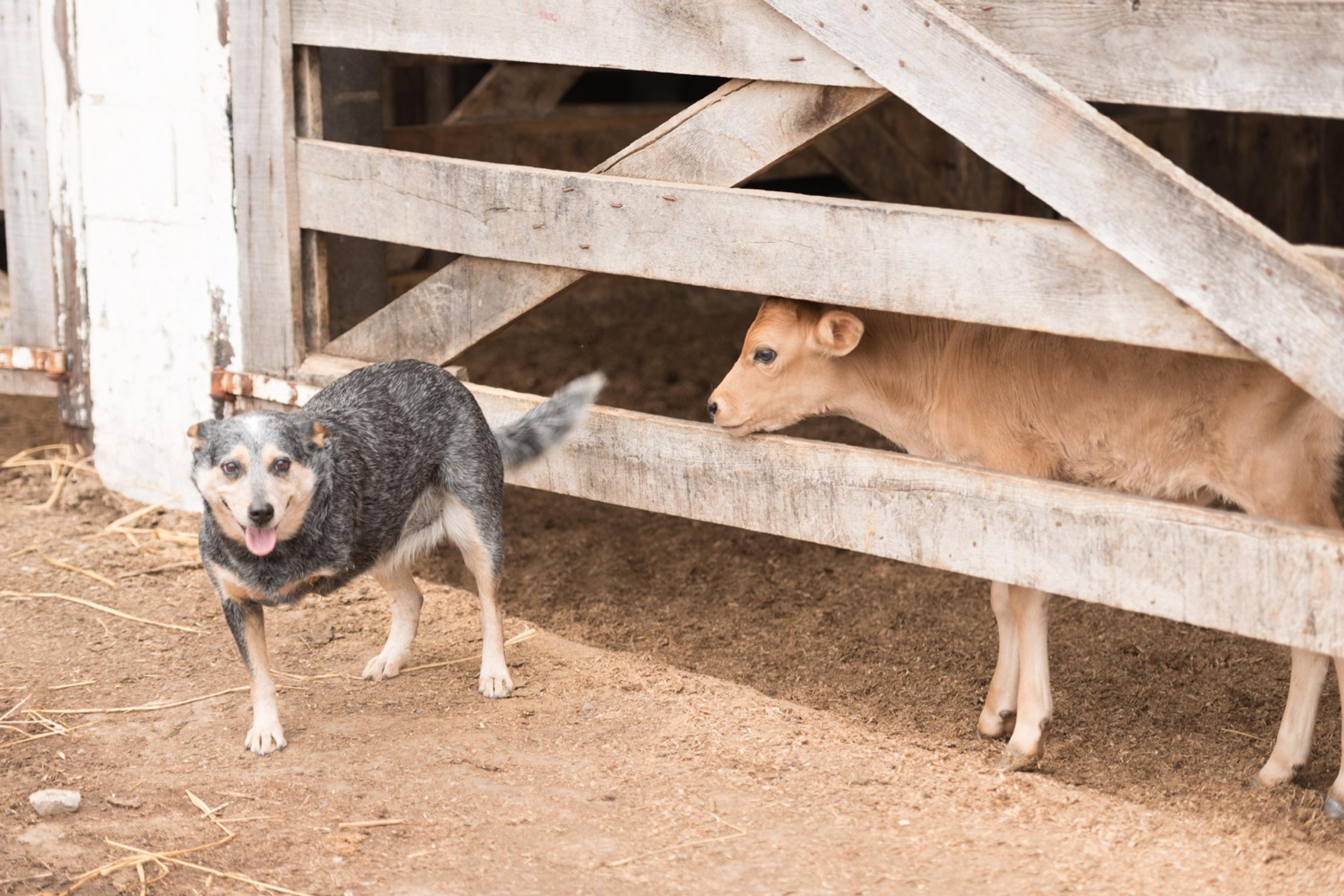 A three-legged dog stands next to a fence that a calf peeks through.