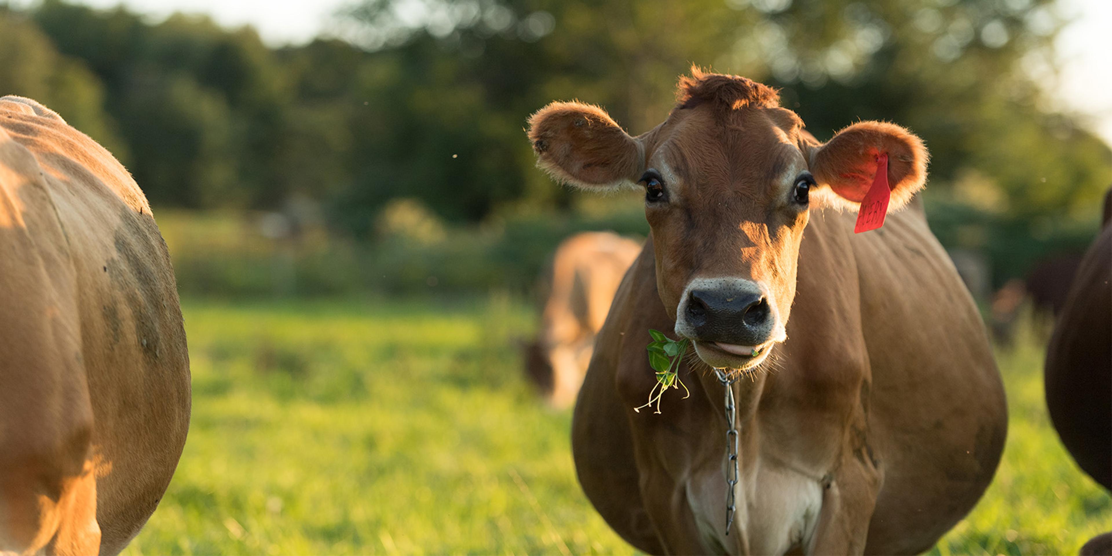 A cow eats clover at the Webb family farm in Vermont.