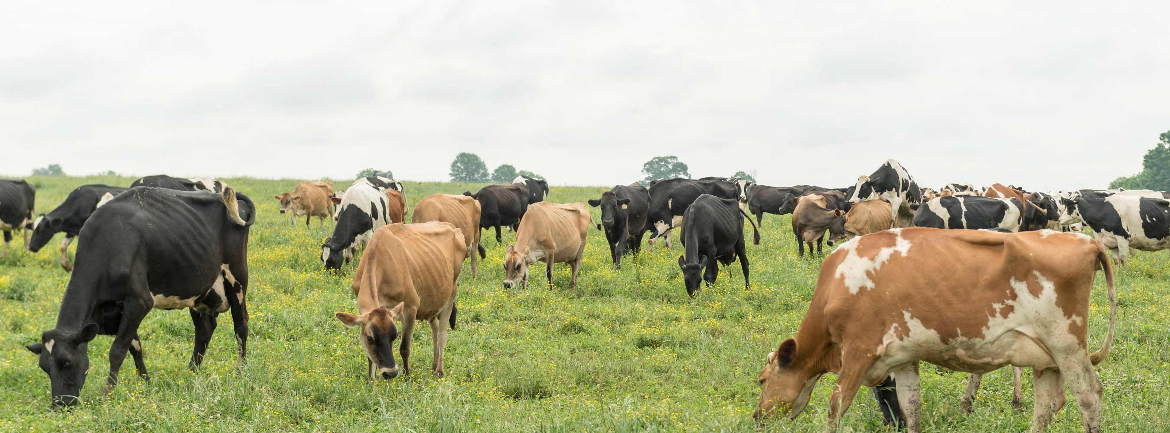 Cows grazing on the Hoffner's Organic Valley family farm