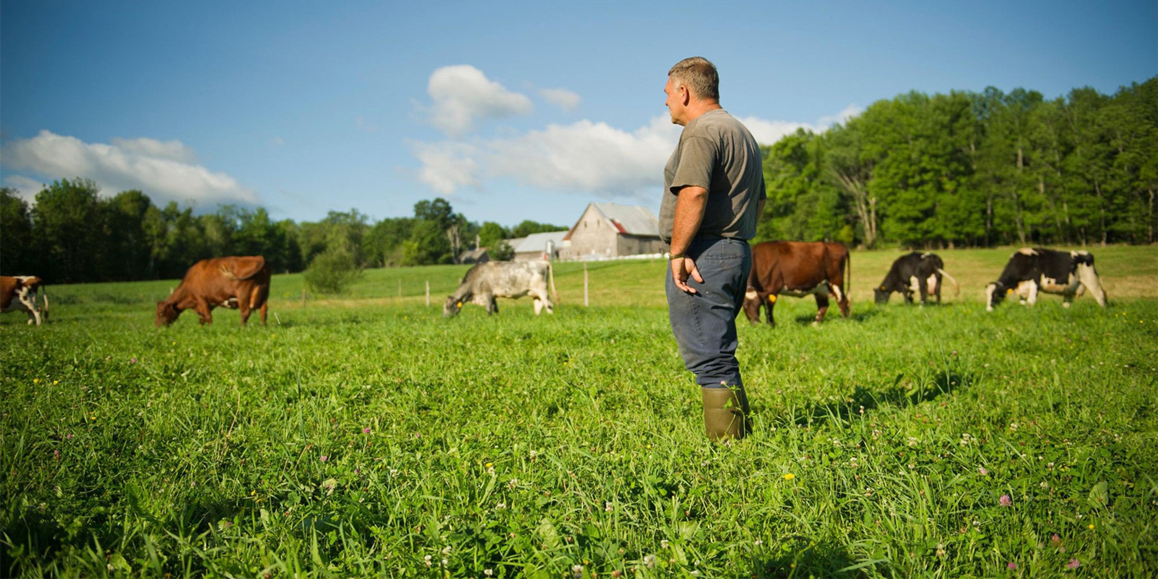 Maine farmer Randall Bates stands on a pasture of clover surrounded by cows.