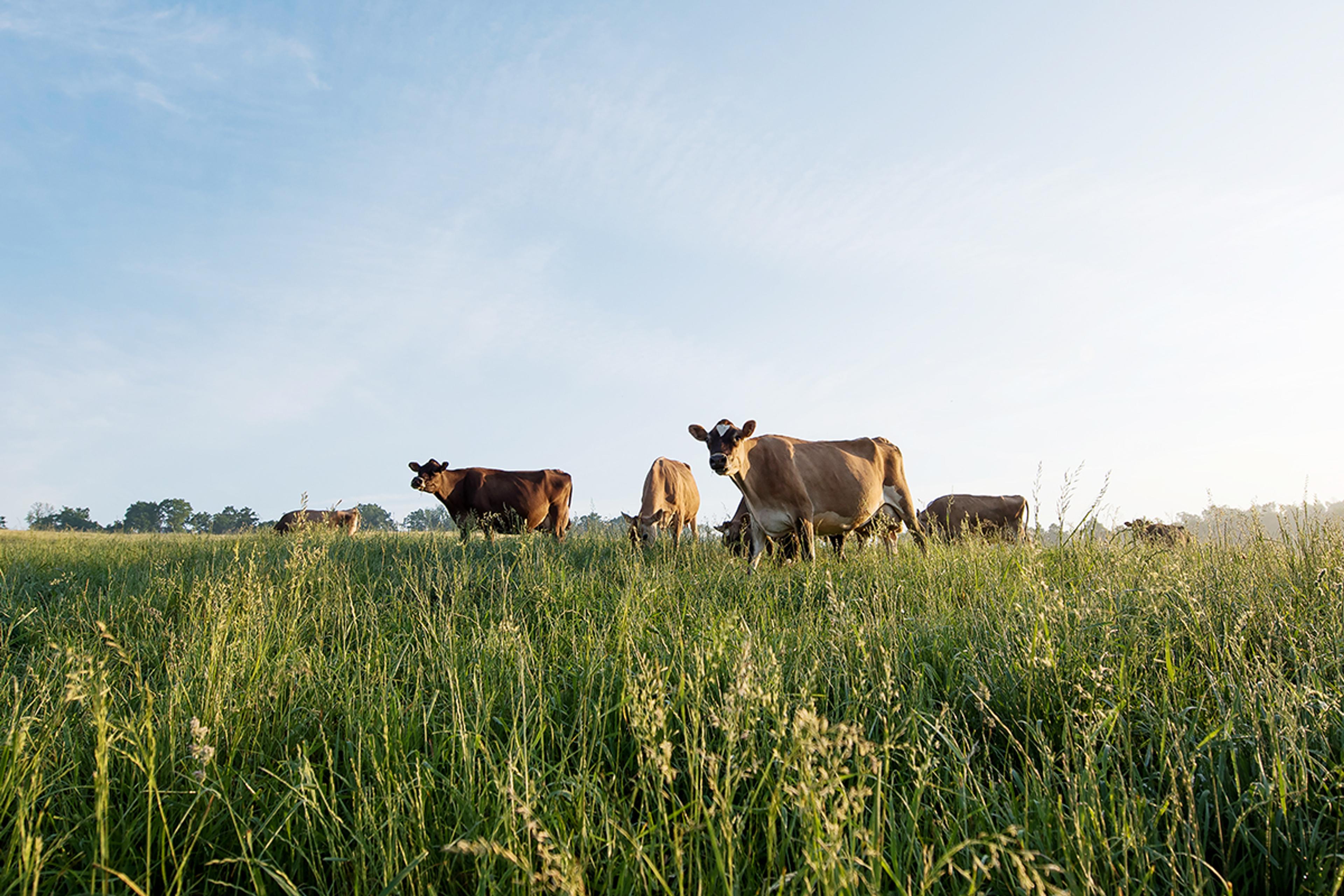 Cows graze on a green pasture at dusk on the Kline family farm in Ohio.