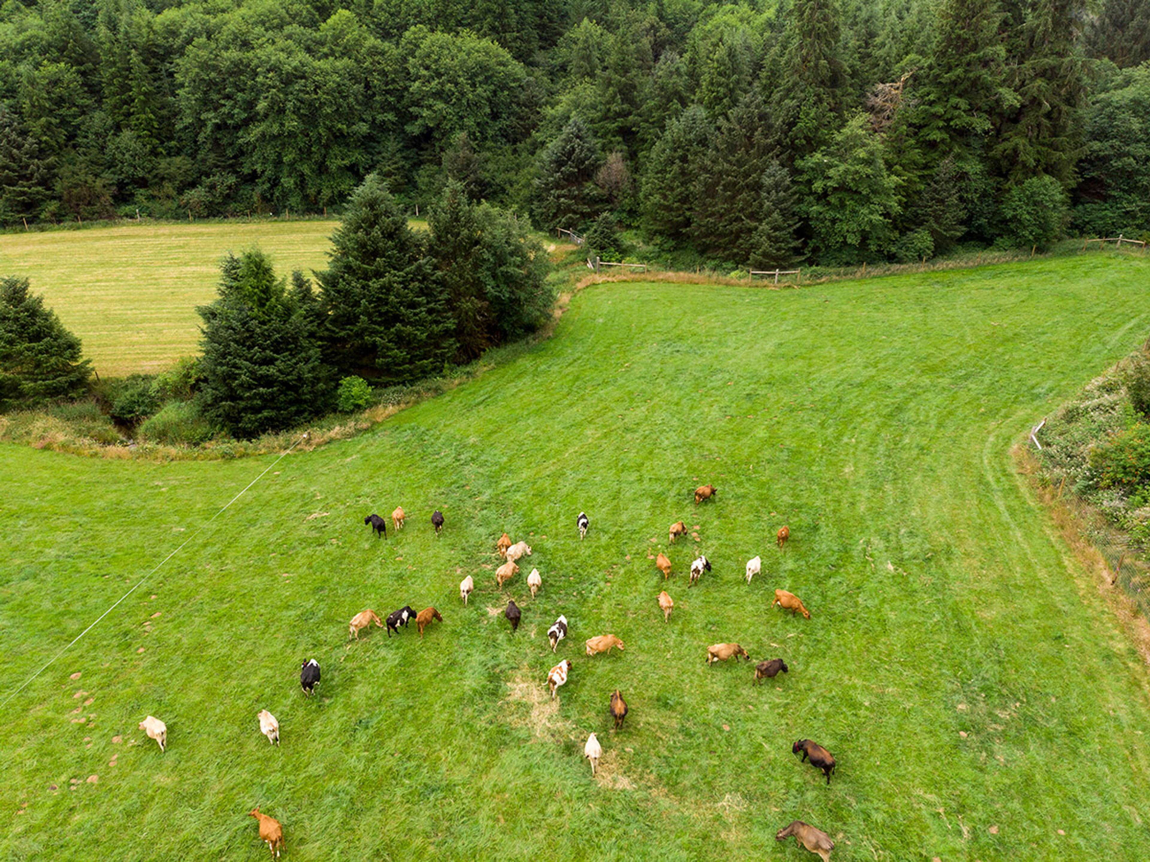 Aerial shot of cows grazing on an organic farm in Oregon.