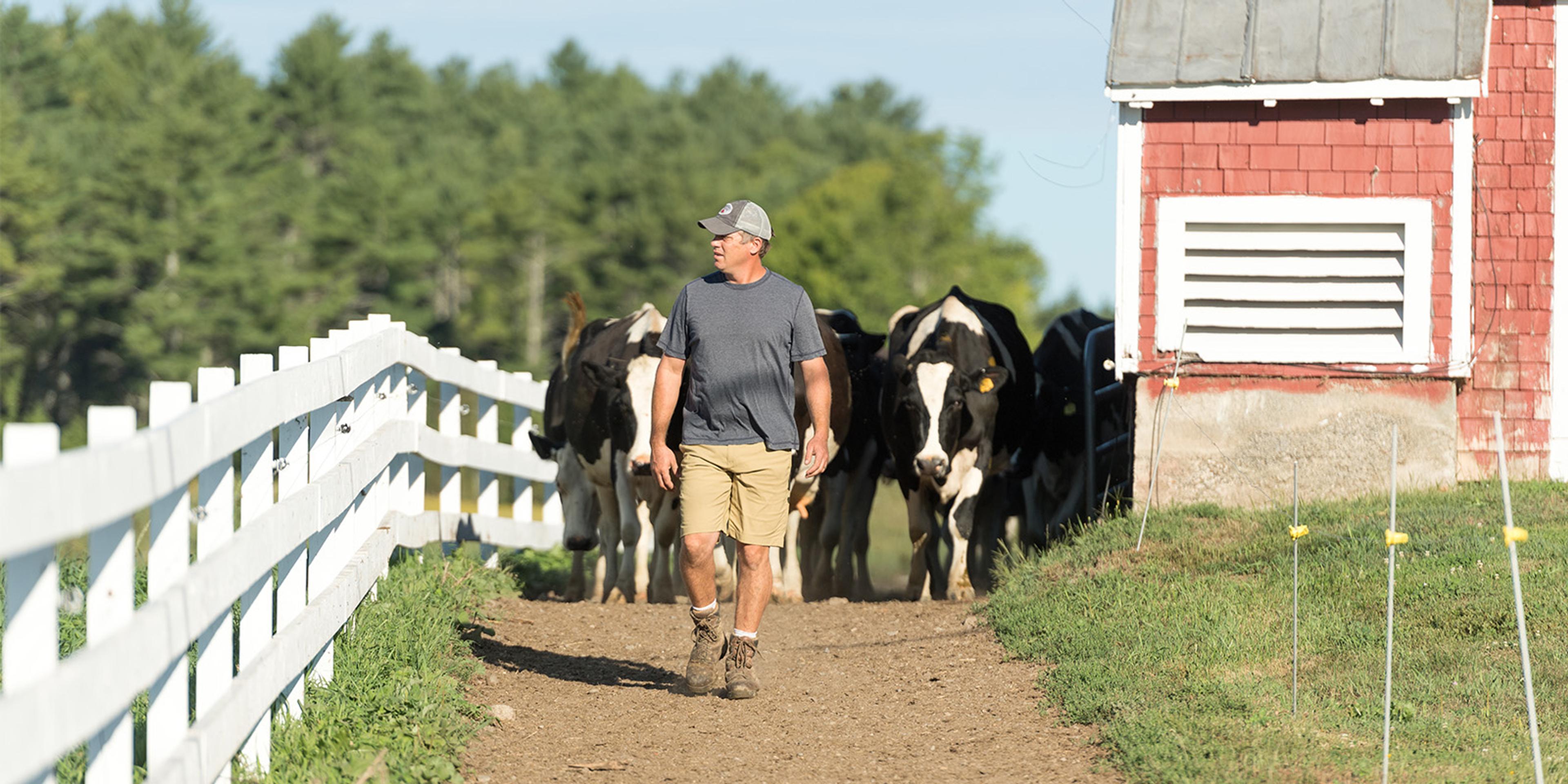 Organic Valley farmer Mike Moody walks down a lane and dairy cows follow him at his organic farm in Maine.