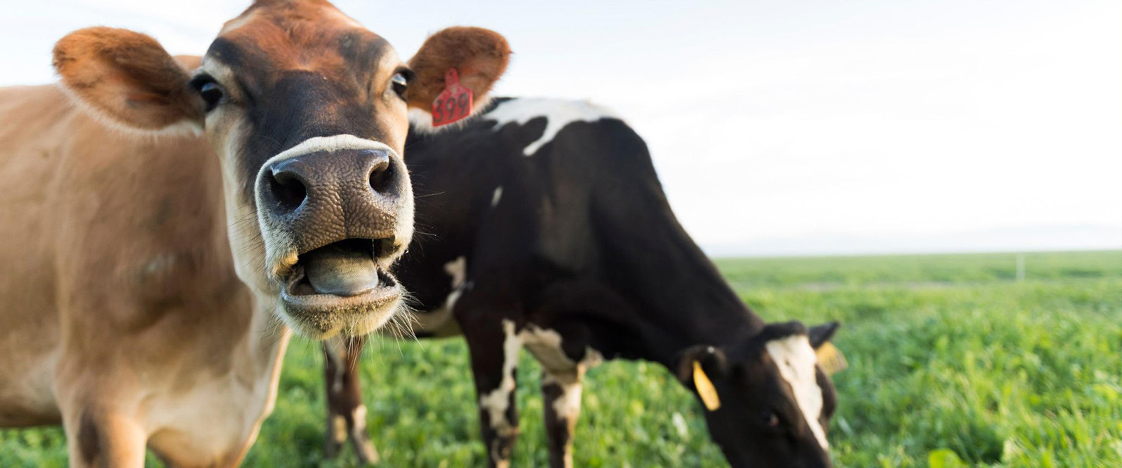 Green pasture at the Sauder family farm in Colorado