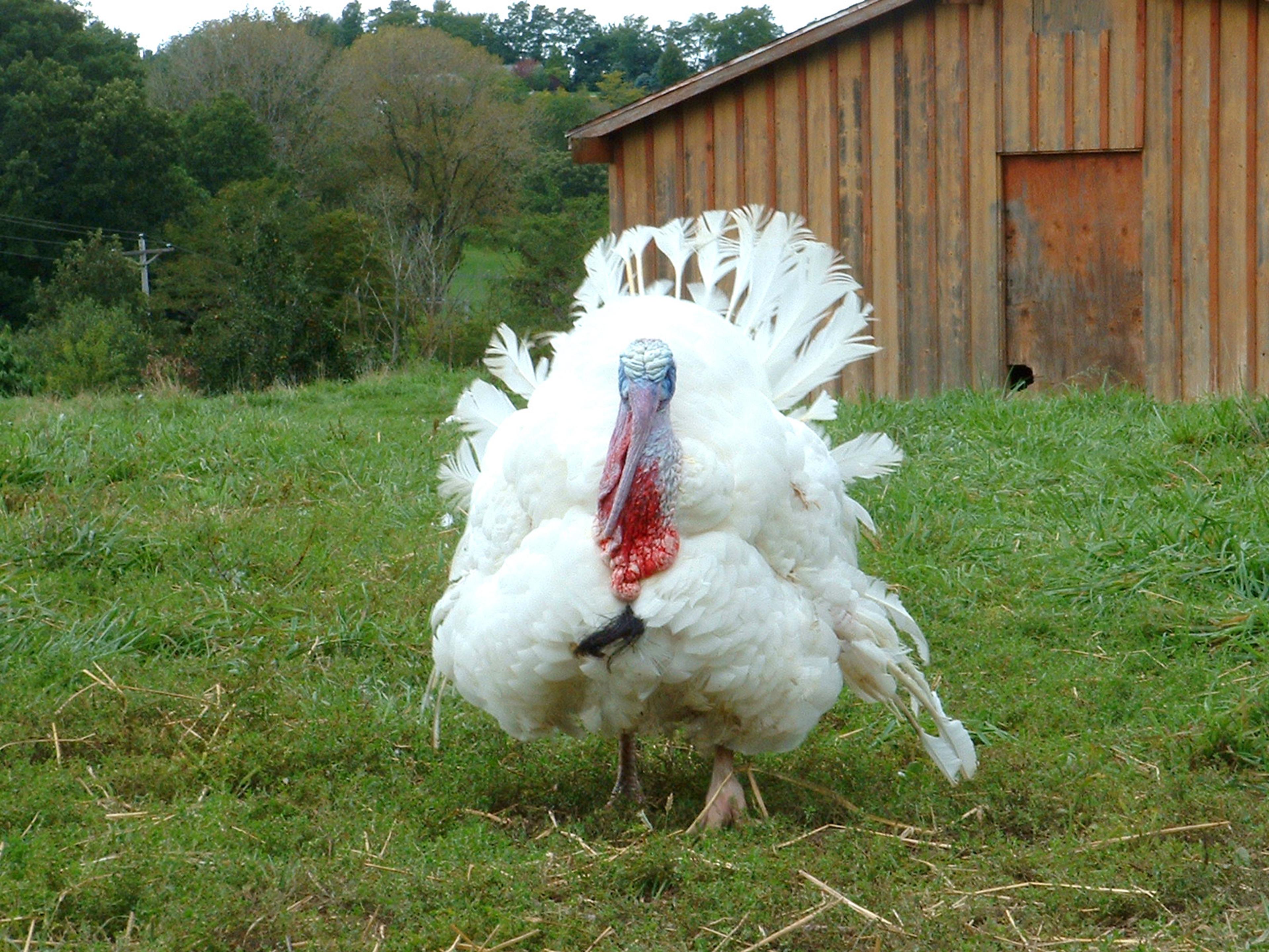 A Broad-Breasted White turkey pictured on pasture on an organic farm.