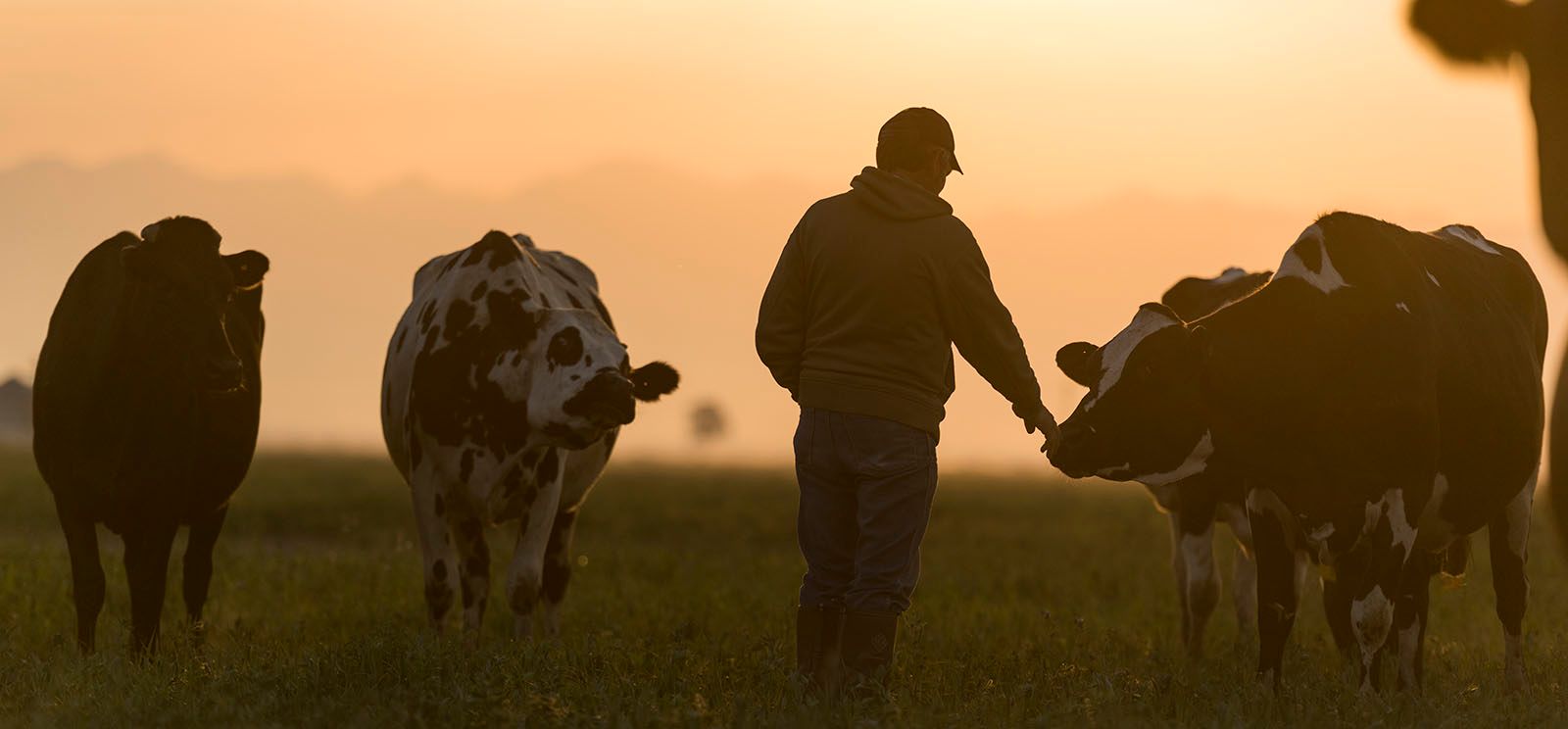 Rootstock | How Do We Love Our Animals? Let Us Count the Ways ...