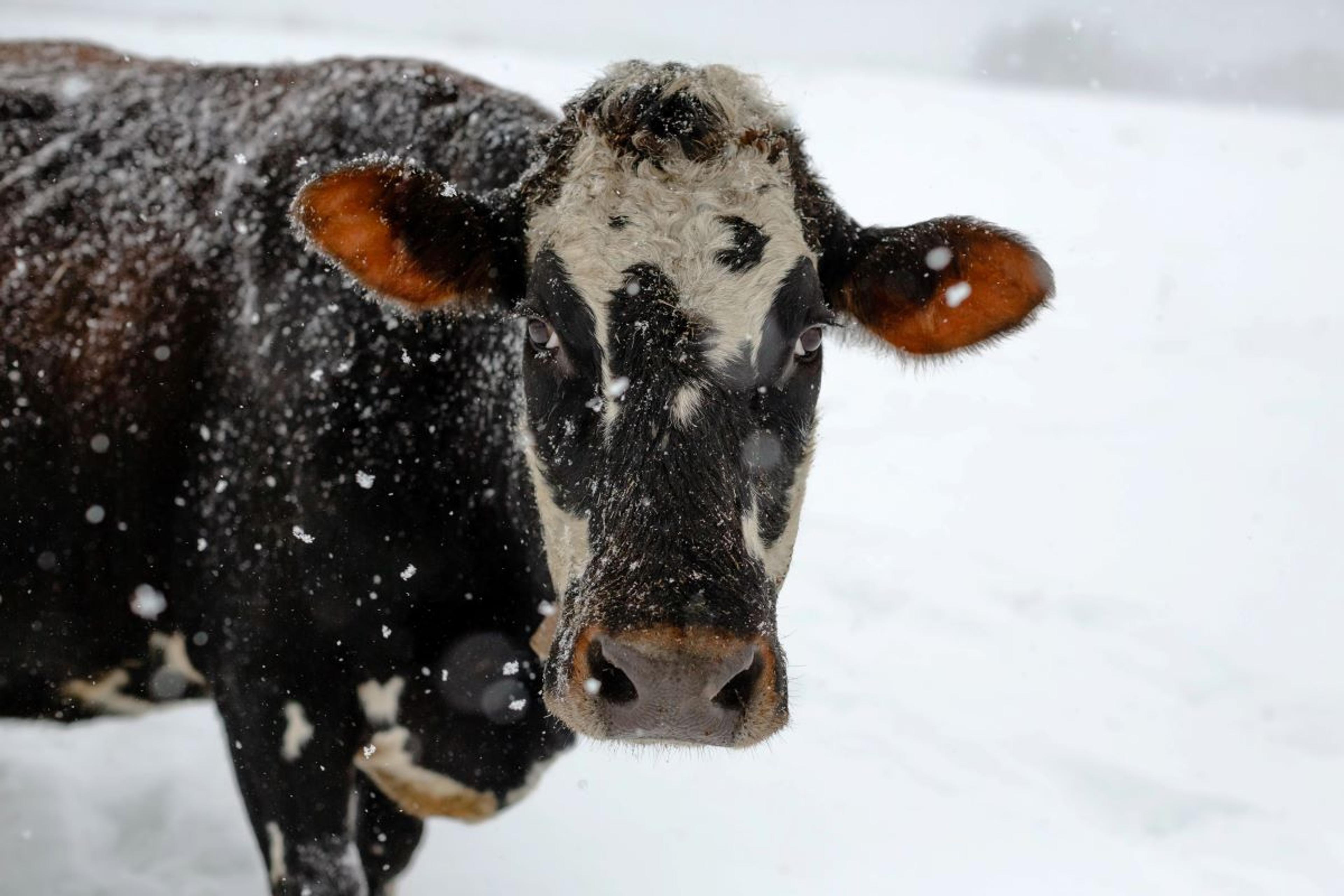 Snow falls on a cow on a cold day.