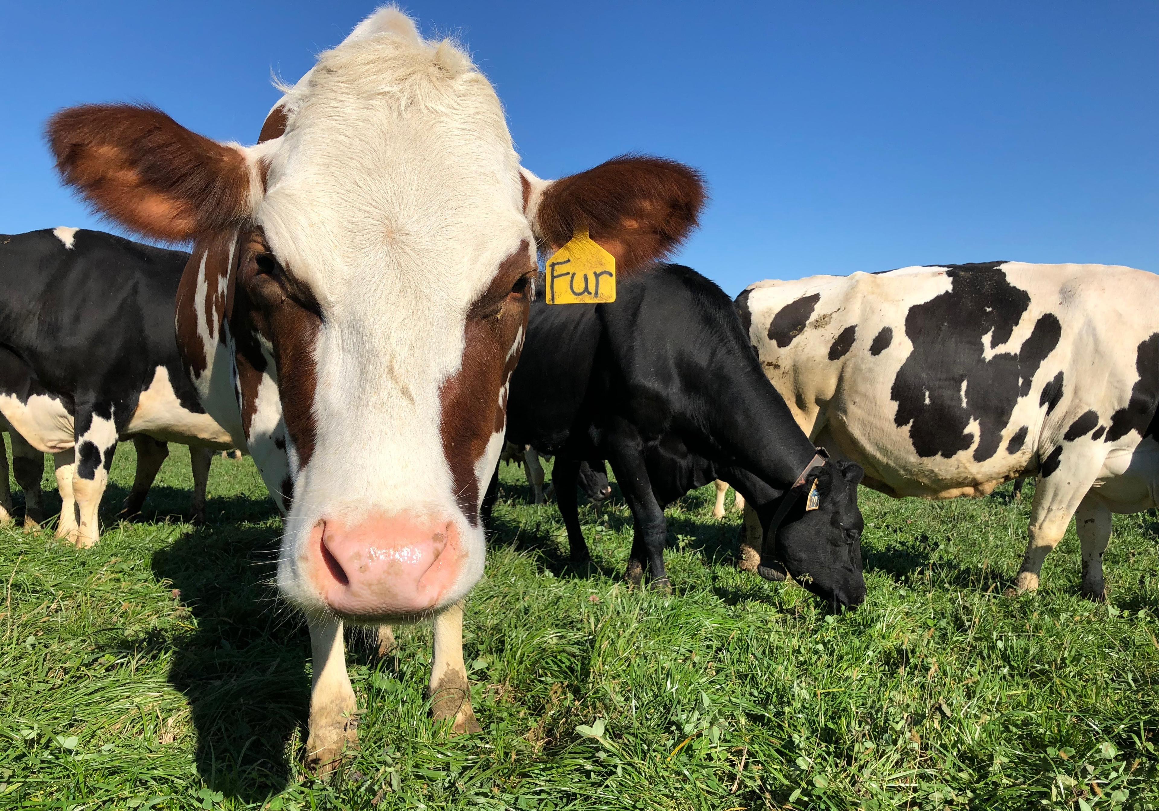 A holstein cow on the Buck’s organic farm in Minnesota.