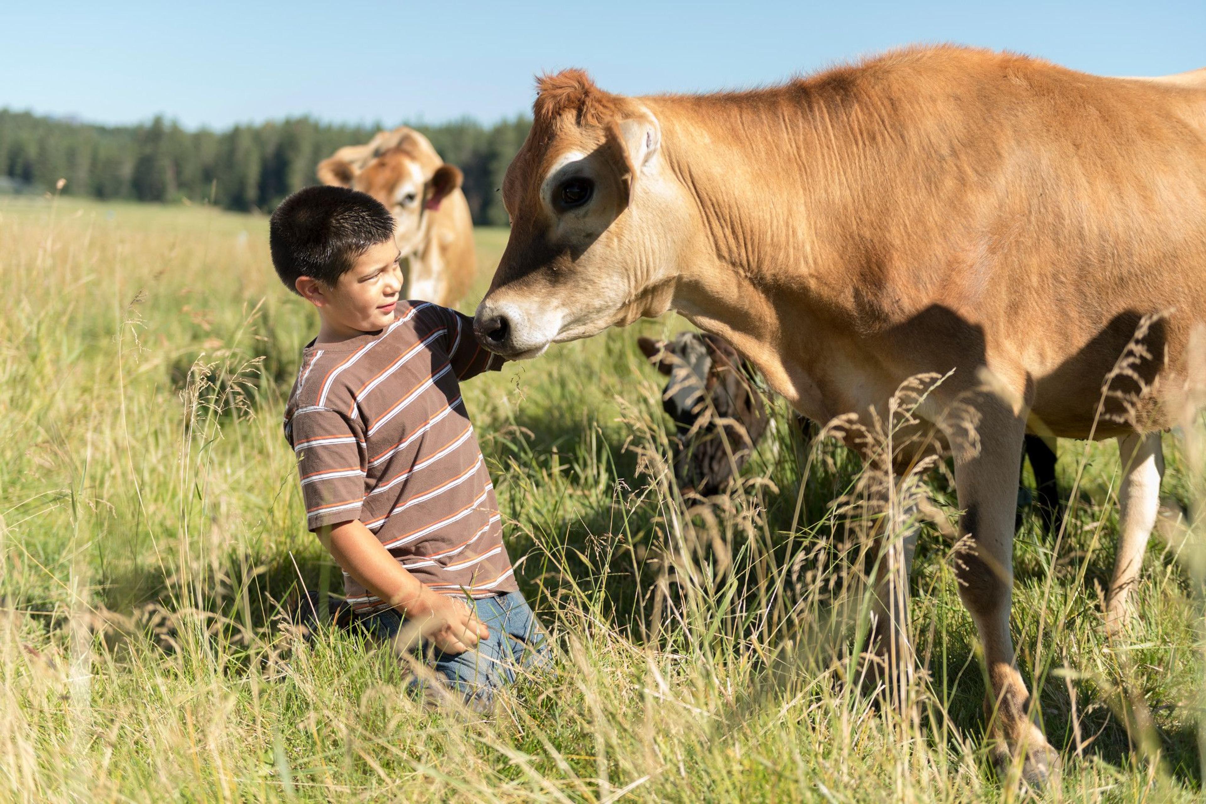 Jason Pearson, age 7, scratches a cow at his family farm in Washington.