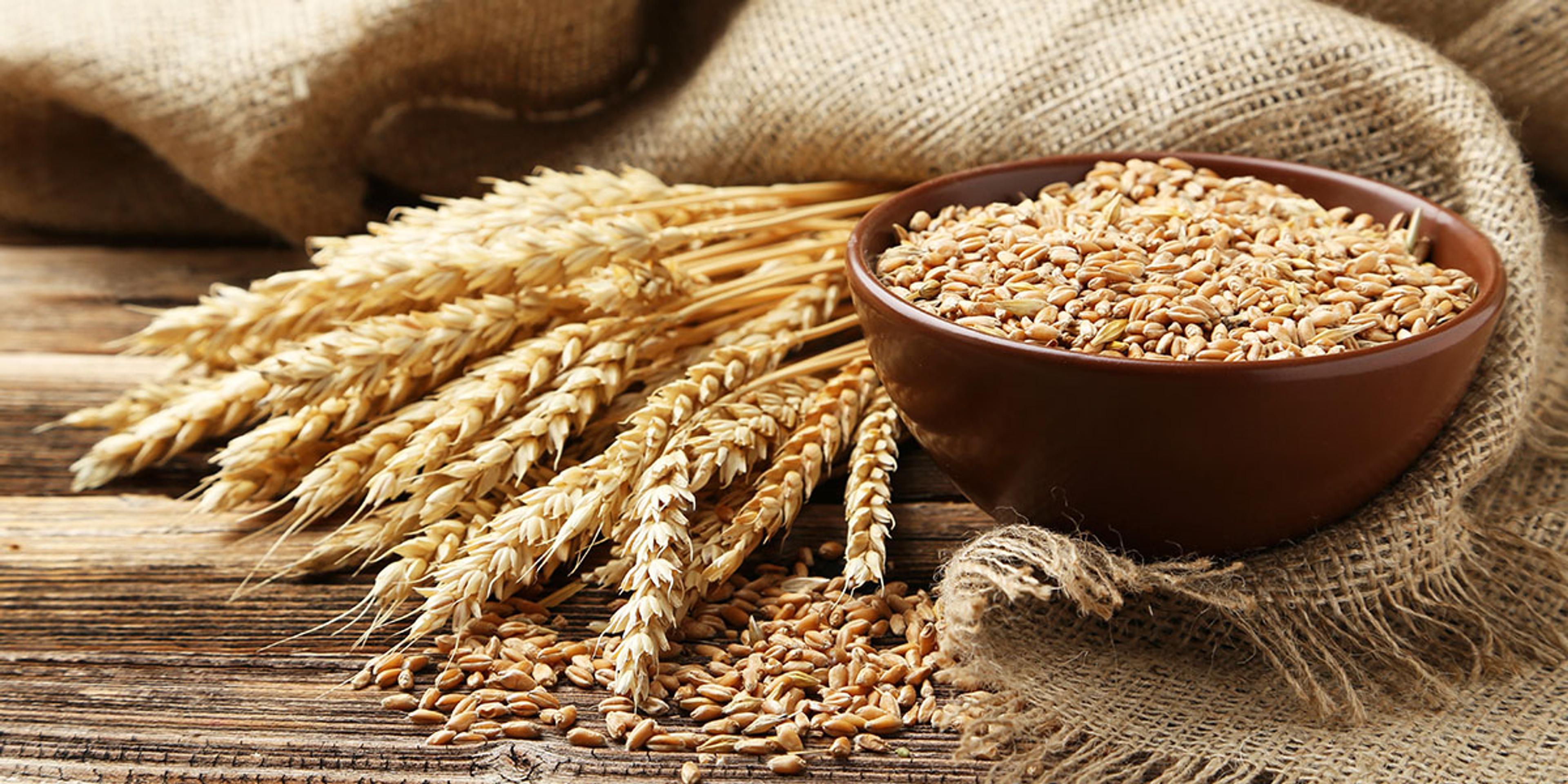 A bowl of wheat grain on a piece of burlap near a bunch of wheat sheafs.