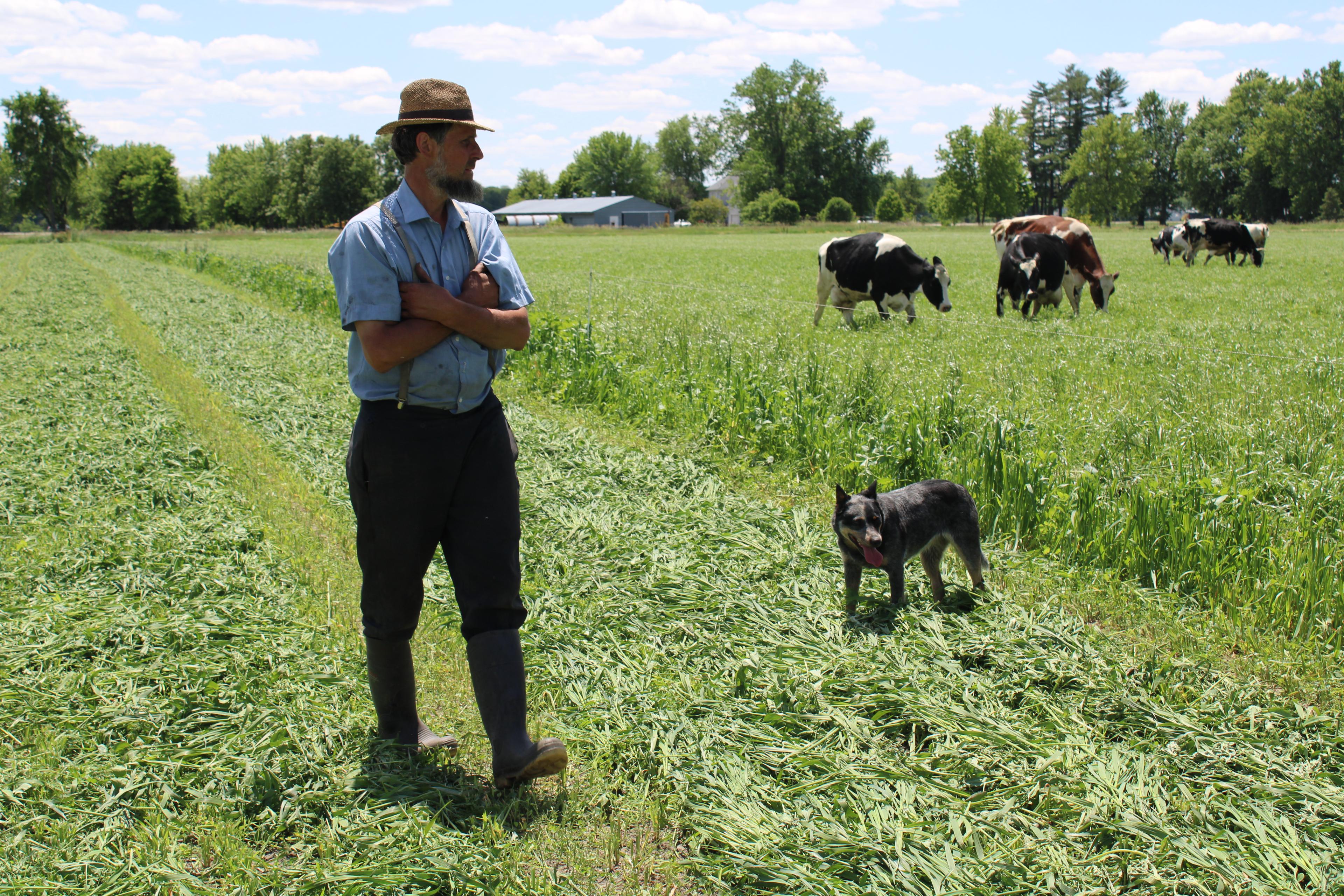 Toby Miller checks on cattle on his organic farm in Iowa.