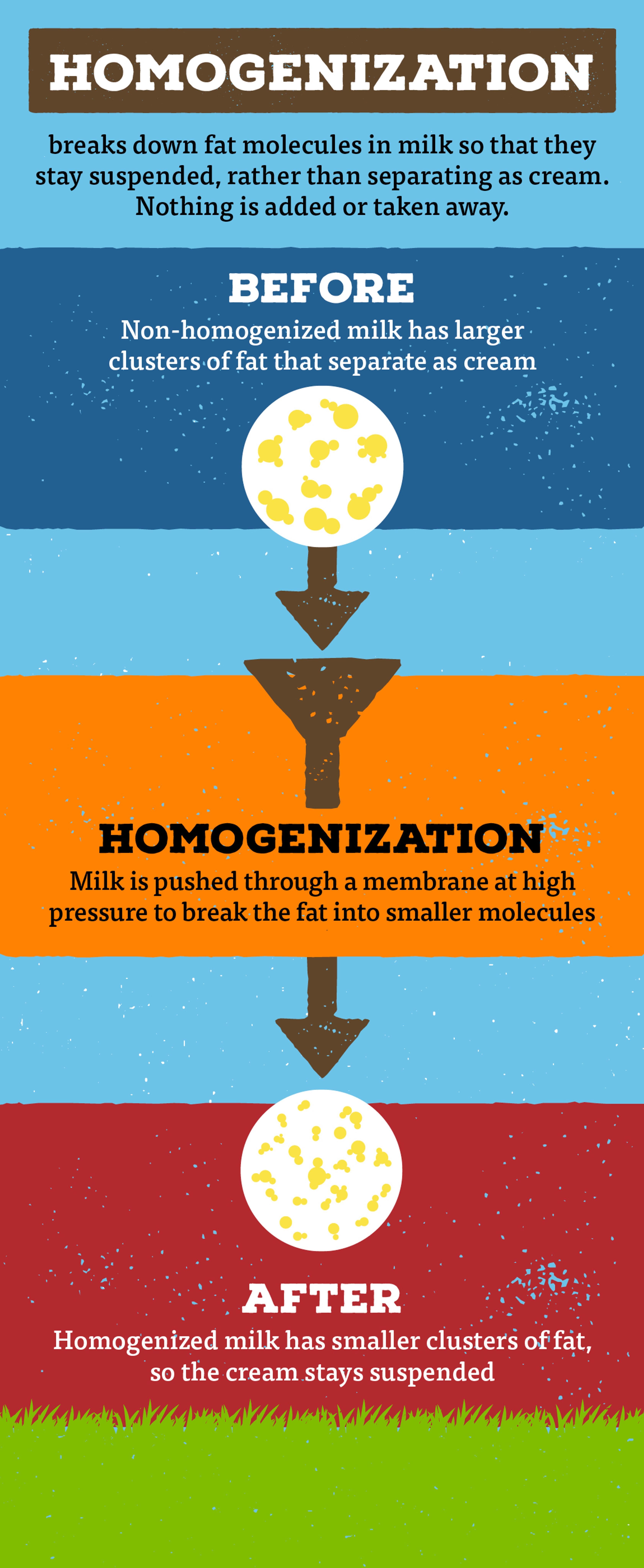 This infographic illustrates how homogenization splits up fat molecules so that they are suspended in the milk and will no longer rise to the top.