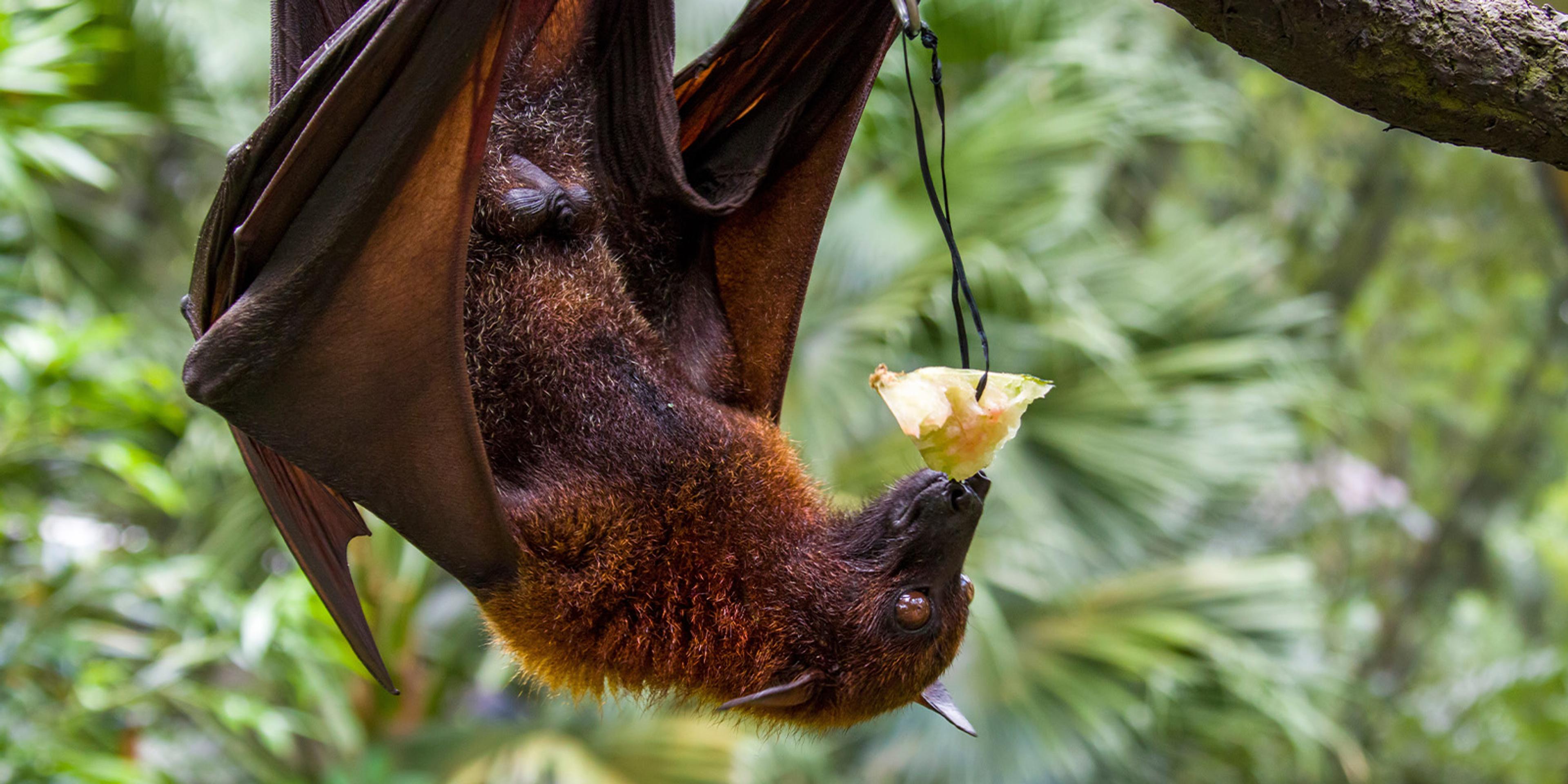 A Malayan flying fox (Pteropus vampyrus) bat feeds on fruit.