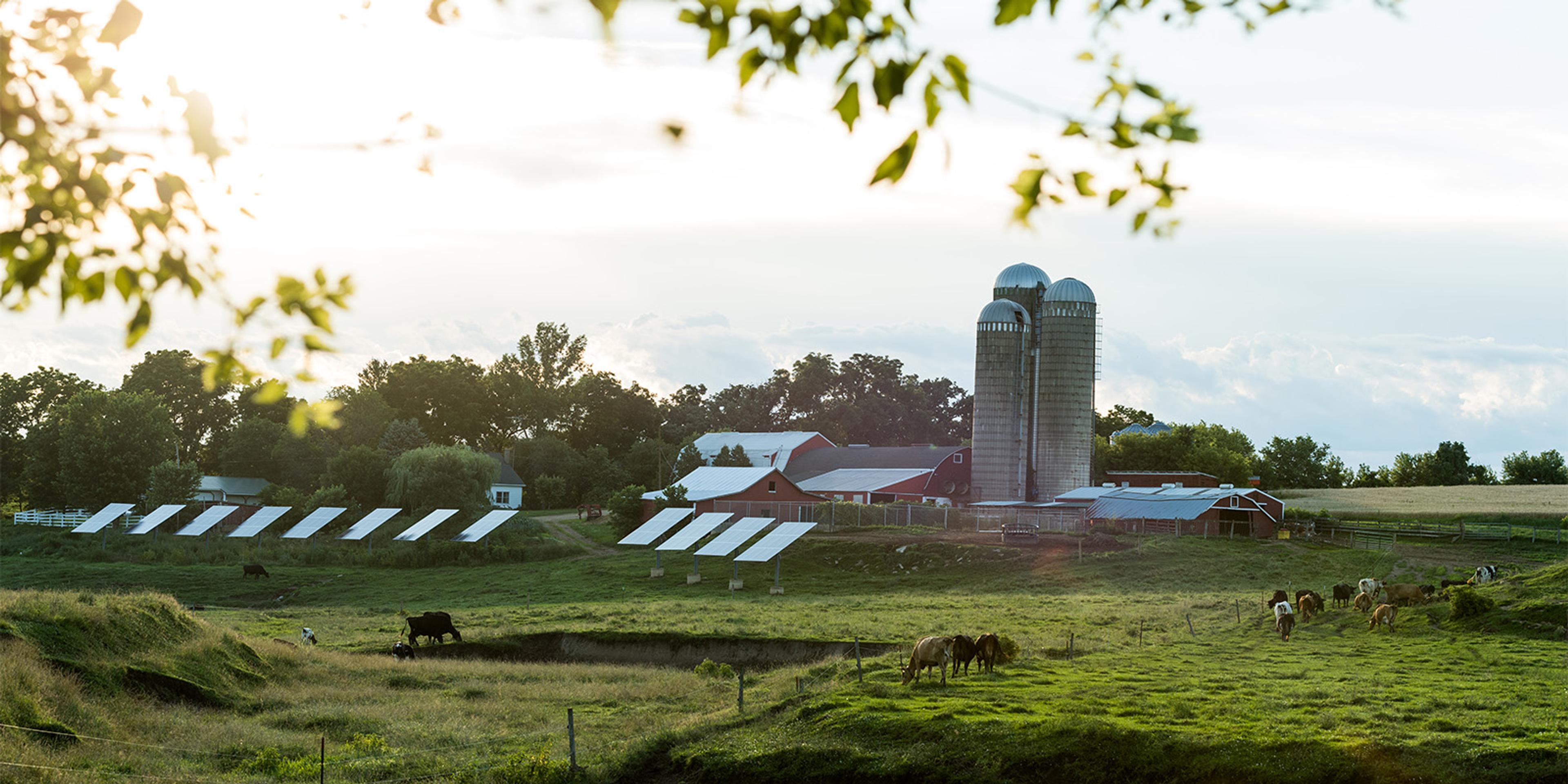 Solar panels next to a barn with cows on pasture.