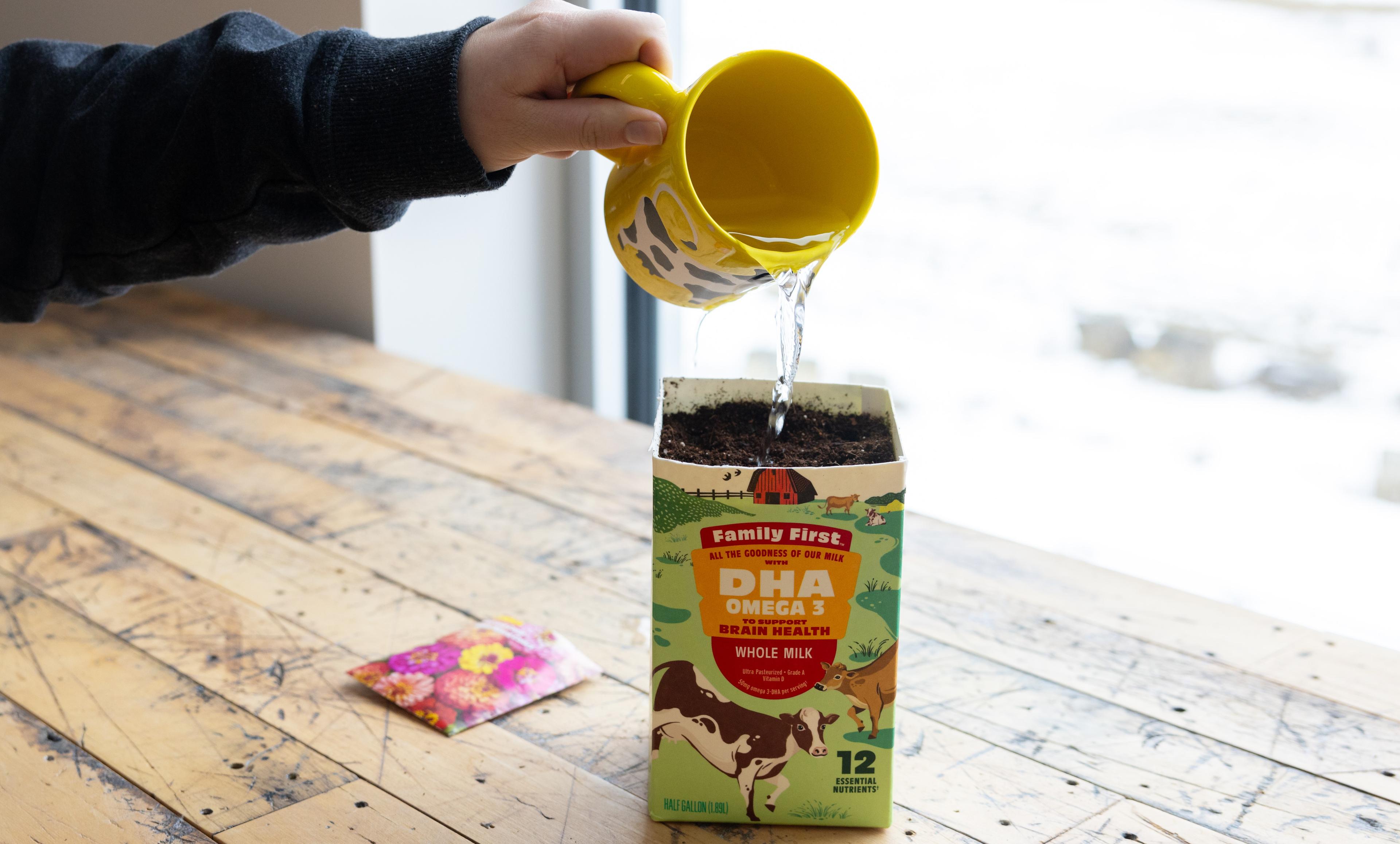 Water the dirt in the organic milk carton to prepare the soil.