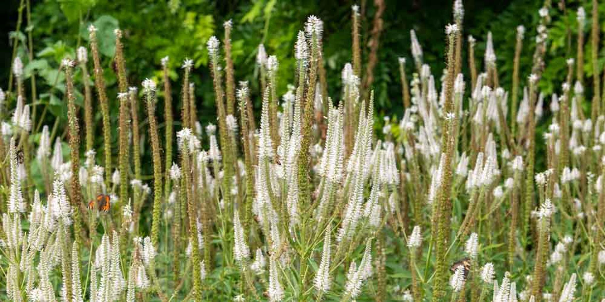 Dozens of culver’s root plants blossom.