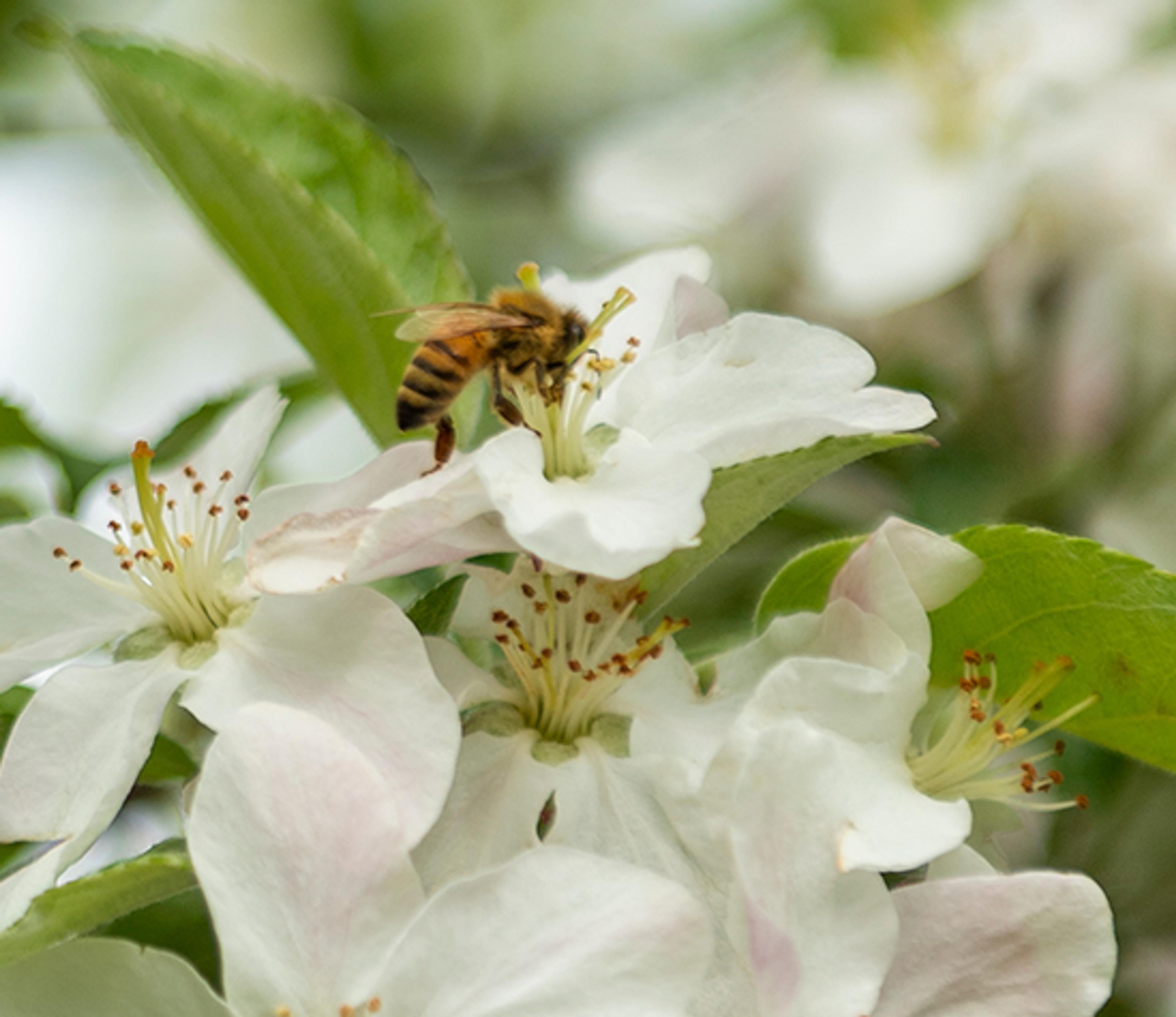 A bee on a white flower.