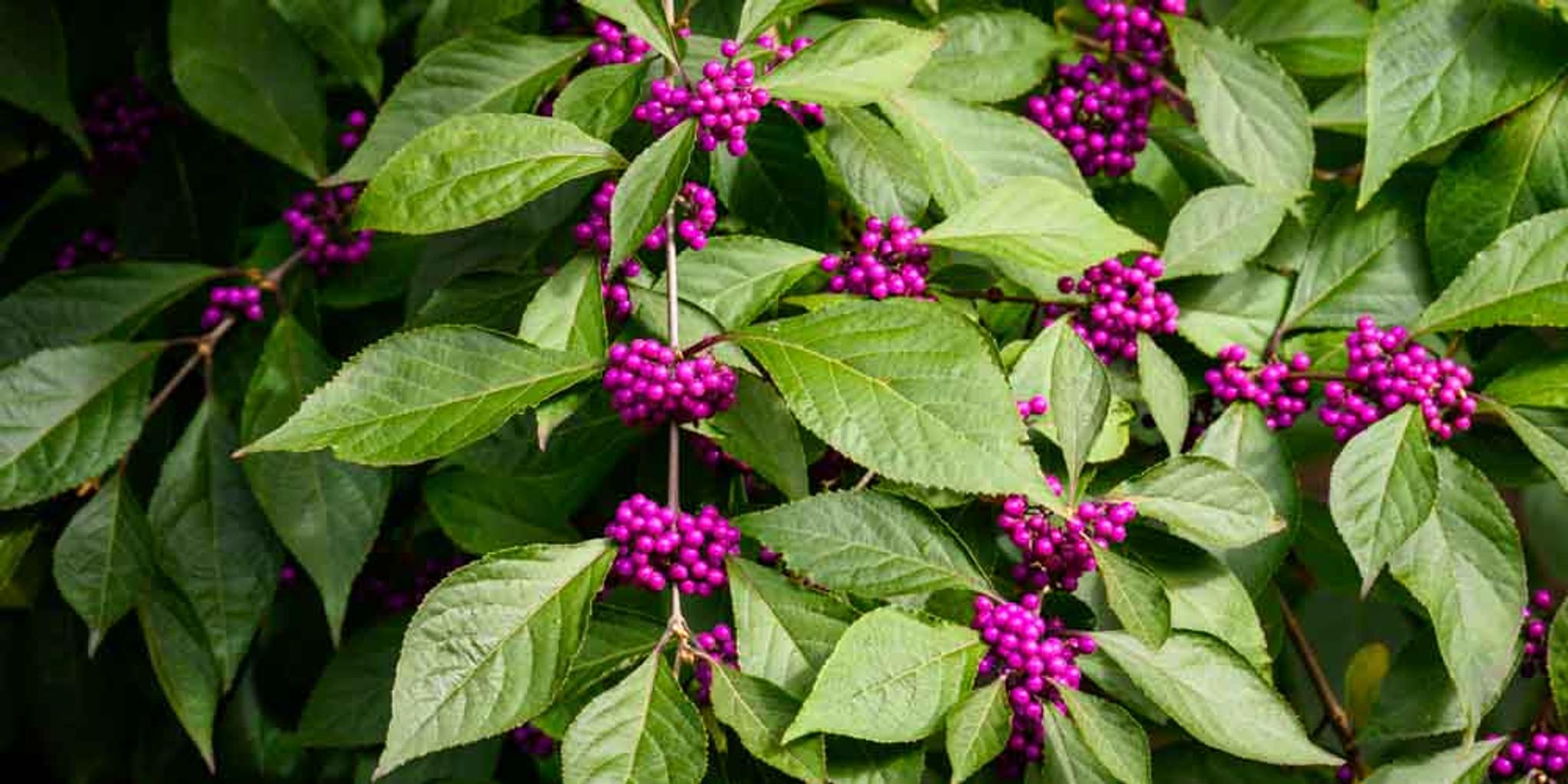 American beautyberry berries give a brilliant purple hue.