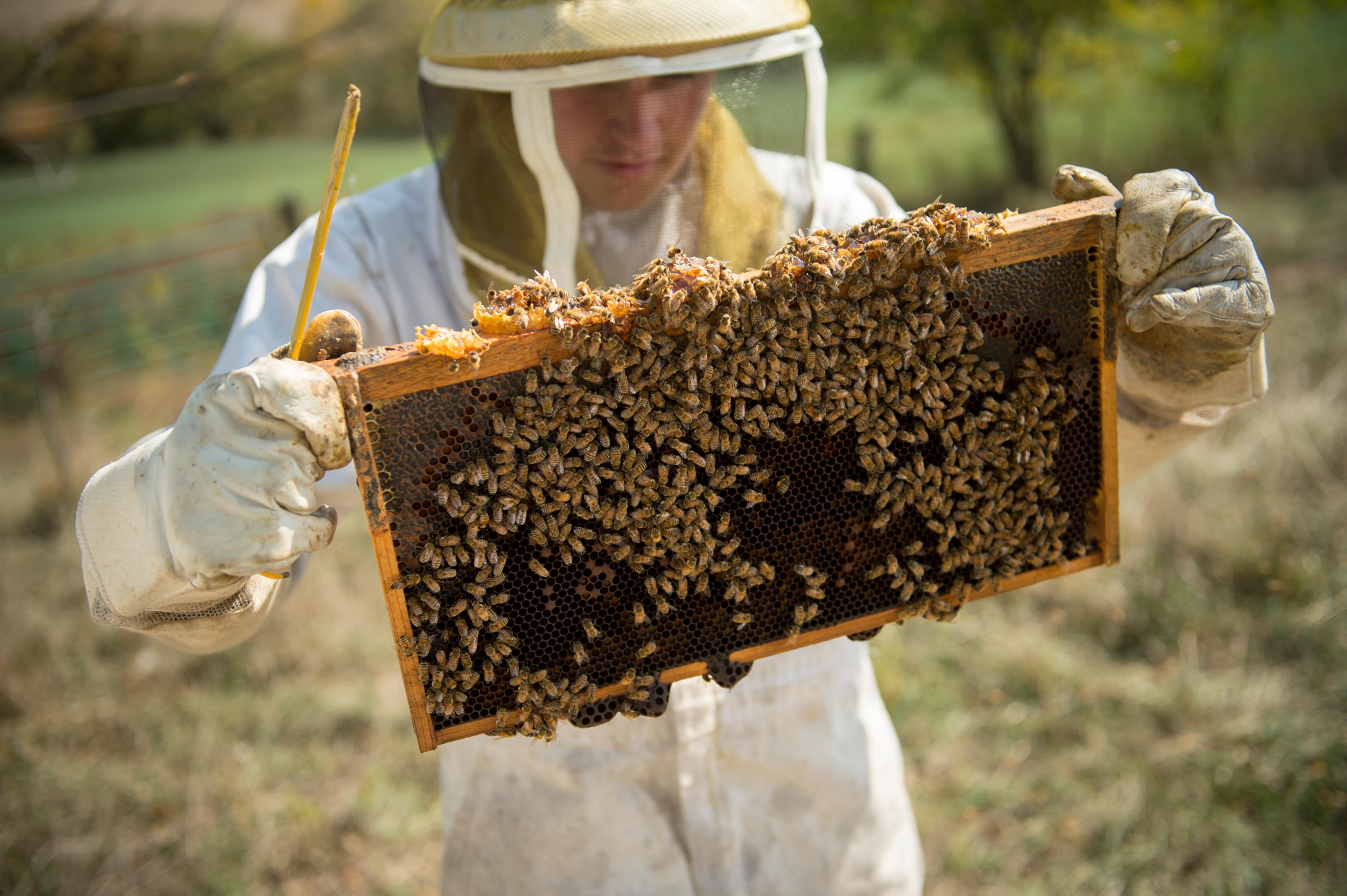 Nathan Koester cares for bees at the family’s organic farm in Illinois.