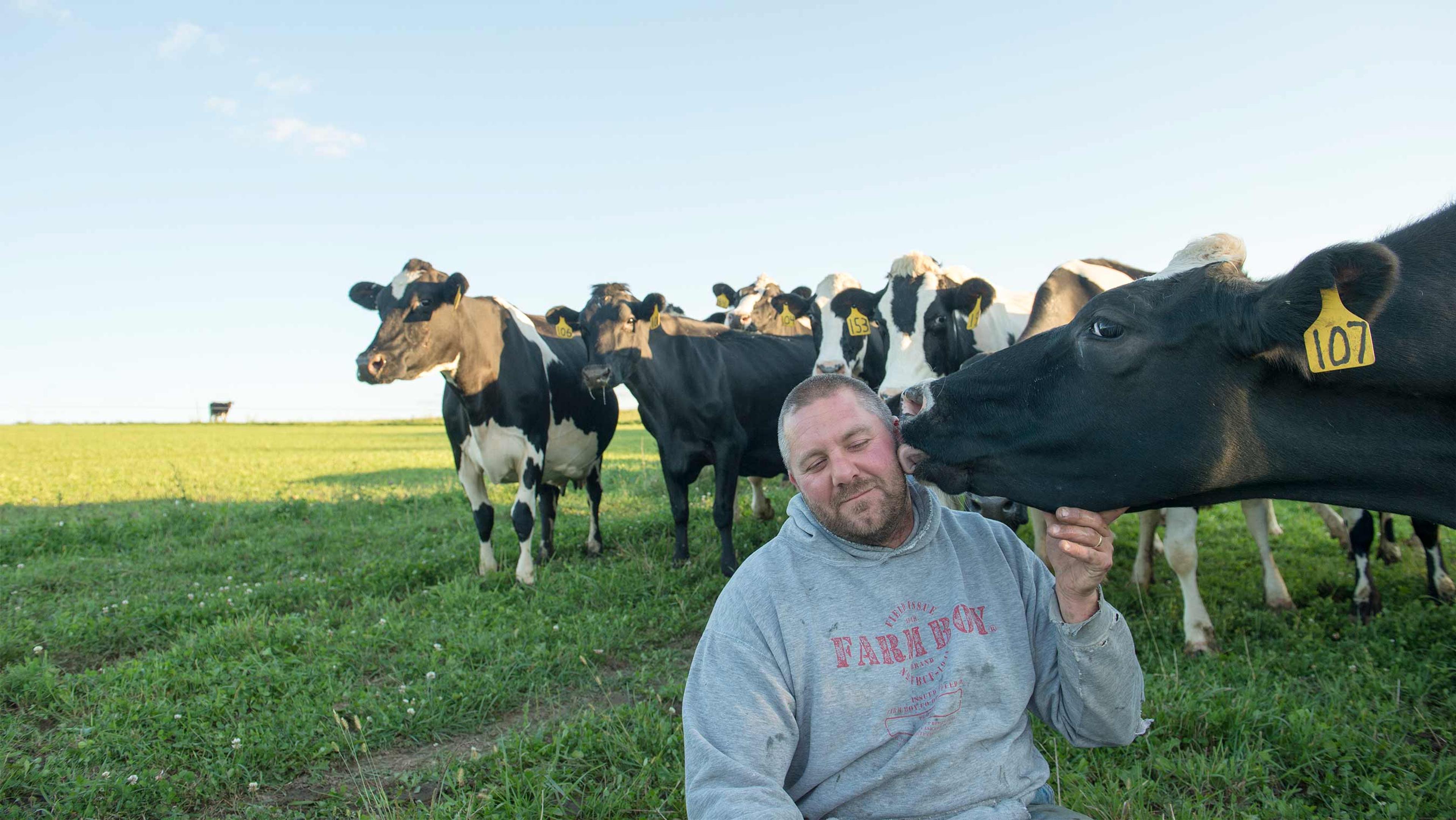 A cow licking a farmer's face while standing in the pasture.