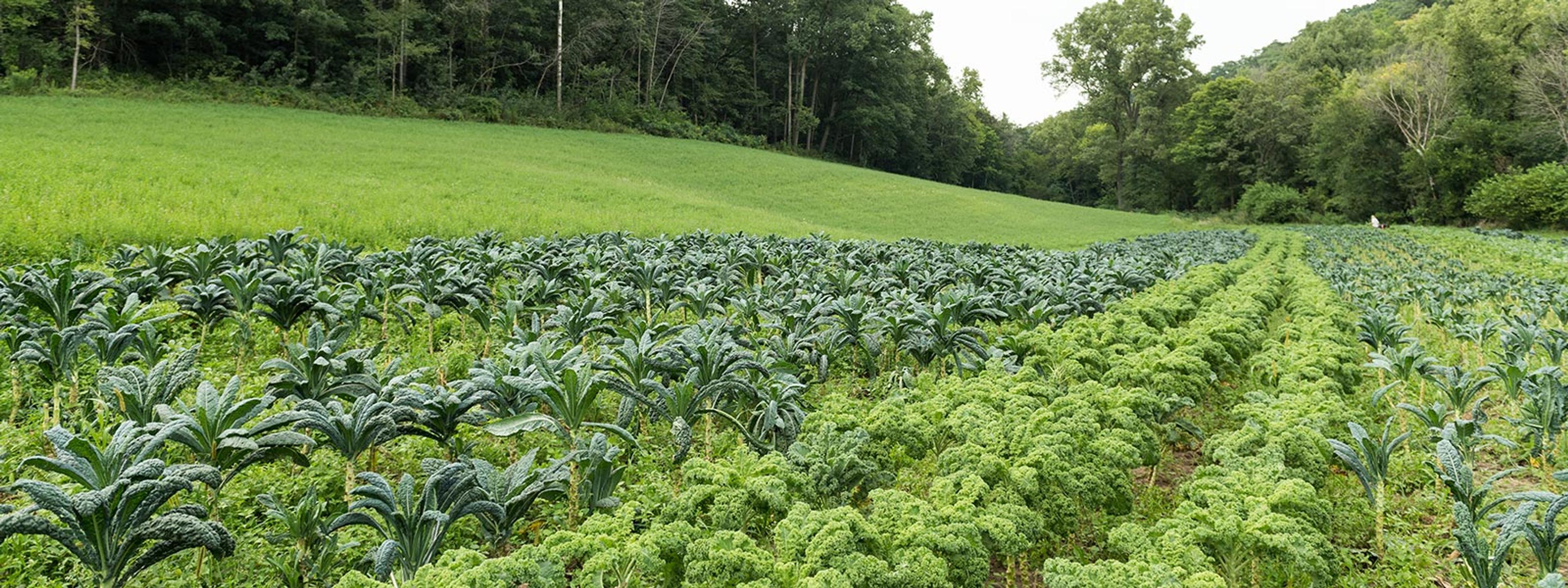 Rows of two types of organic kale next to a field of hay and trees
