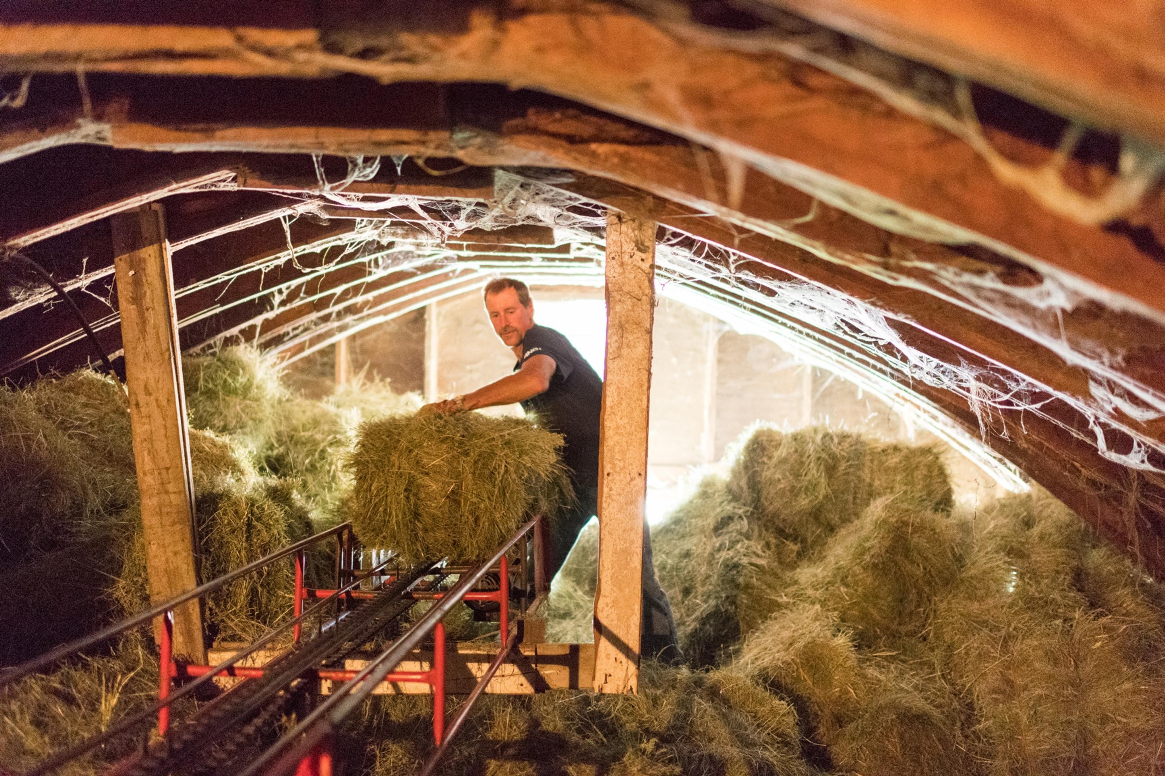 Neal Klaphake stacks hay in a cramped hayloft of the organic family farm barn.