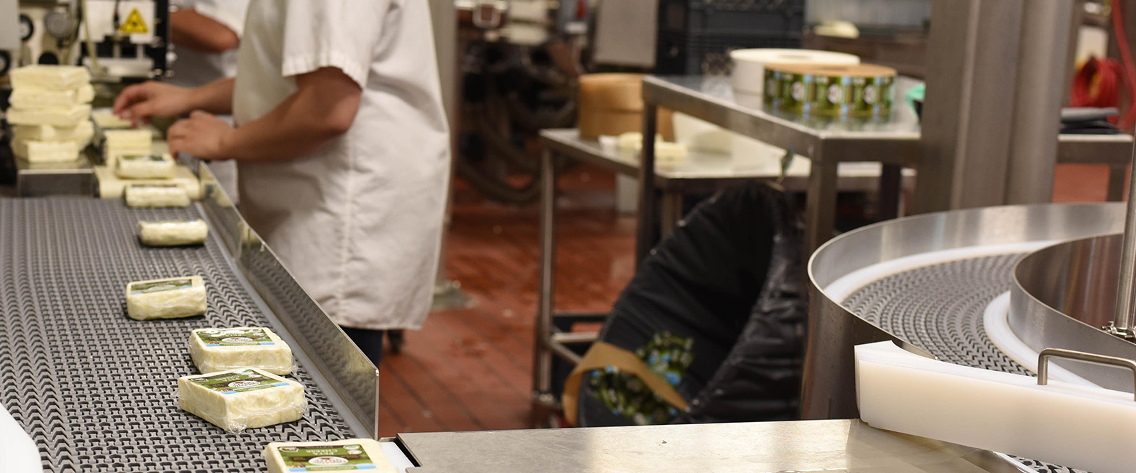 Blocks of feta cheese on a conveyor