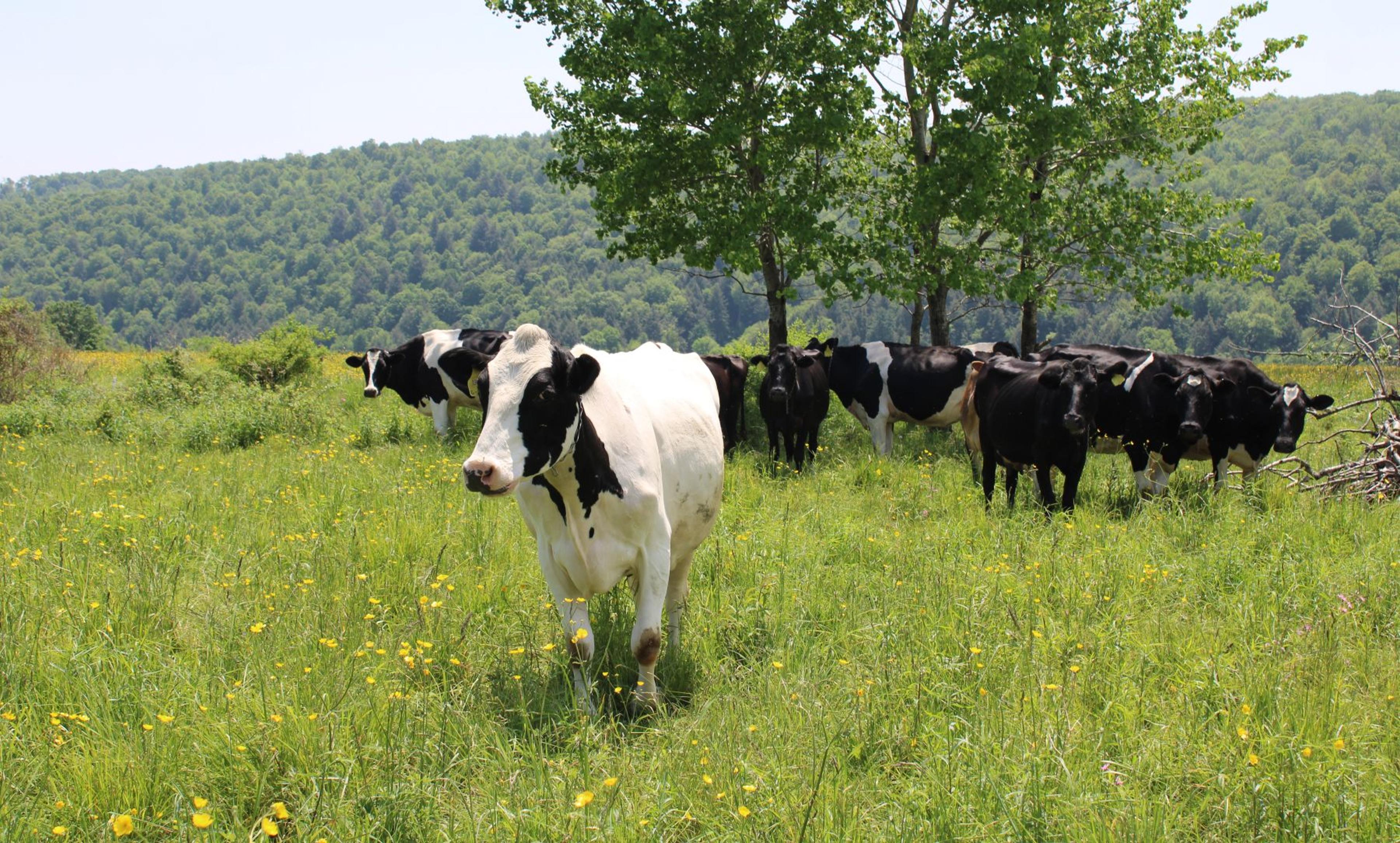 Cows take shade under a tree on a warm day in New York. One cow stands alone on pasture.