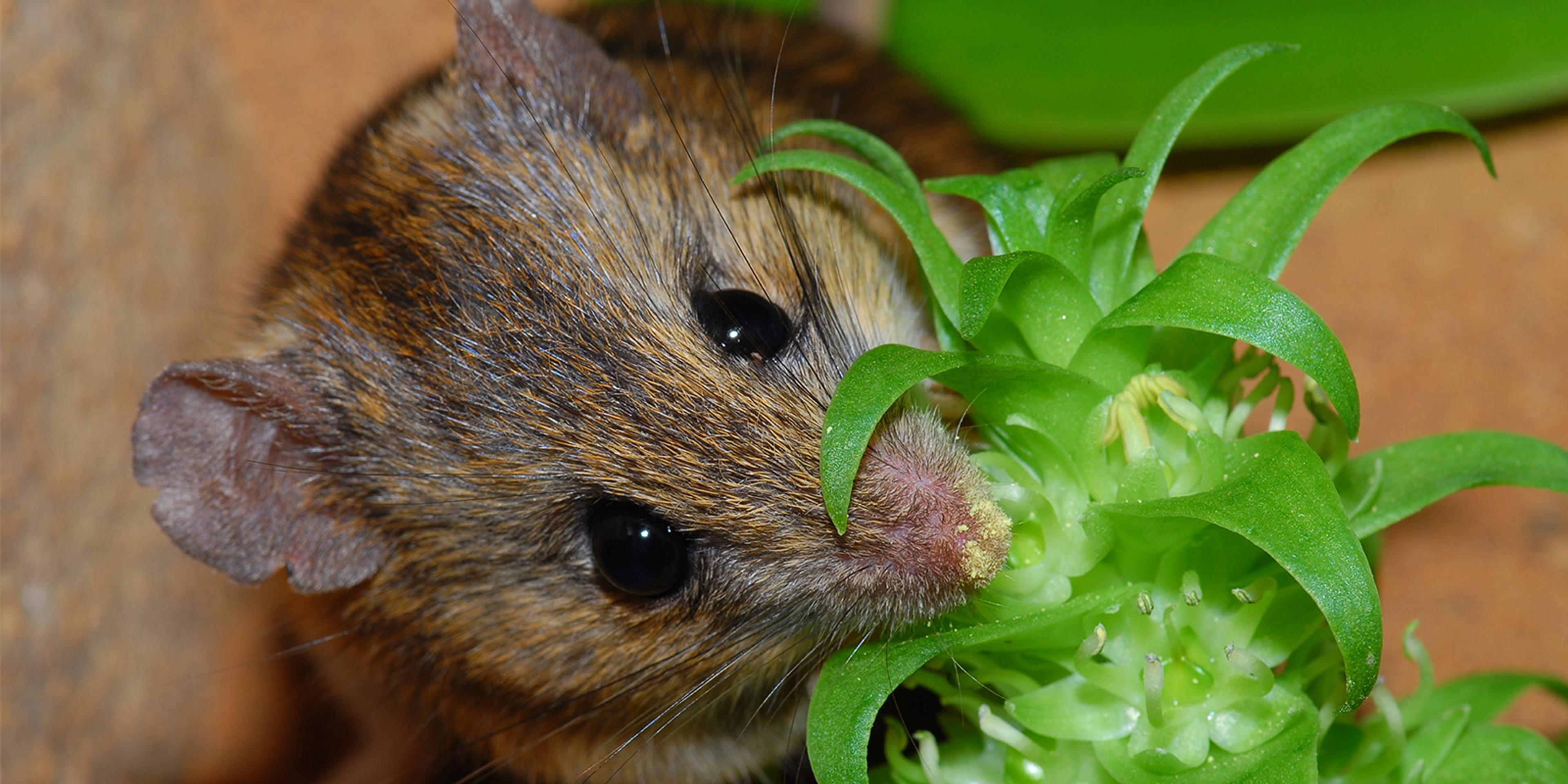 A Namaqua rock mouse gets pollen on its nose while feeding on lily nectar. Attribution: Petra Wester (CC).