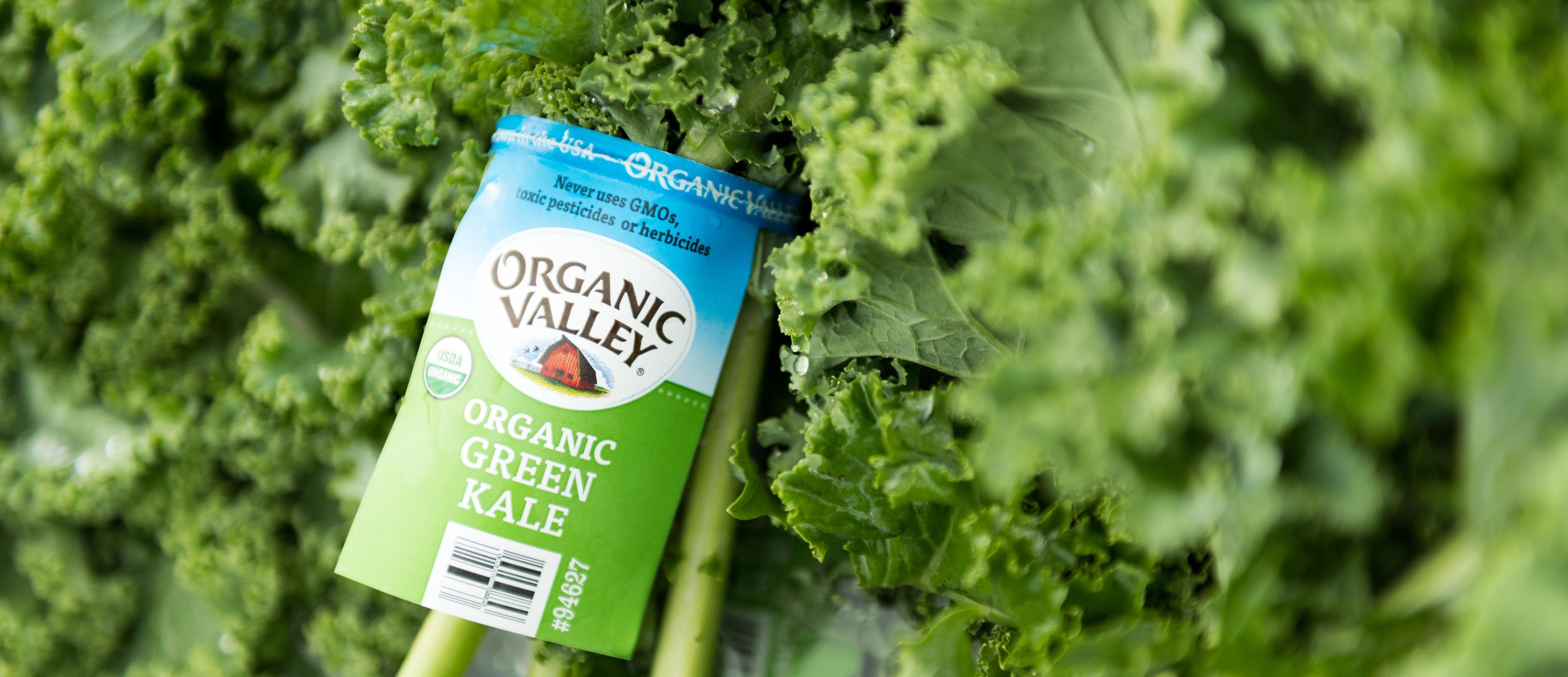 A bunch of kale with an Organic Valley tag.