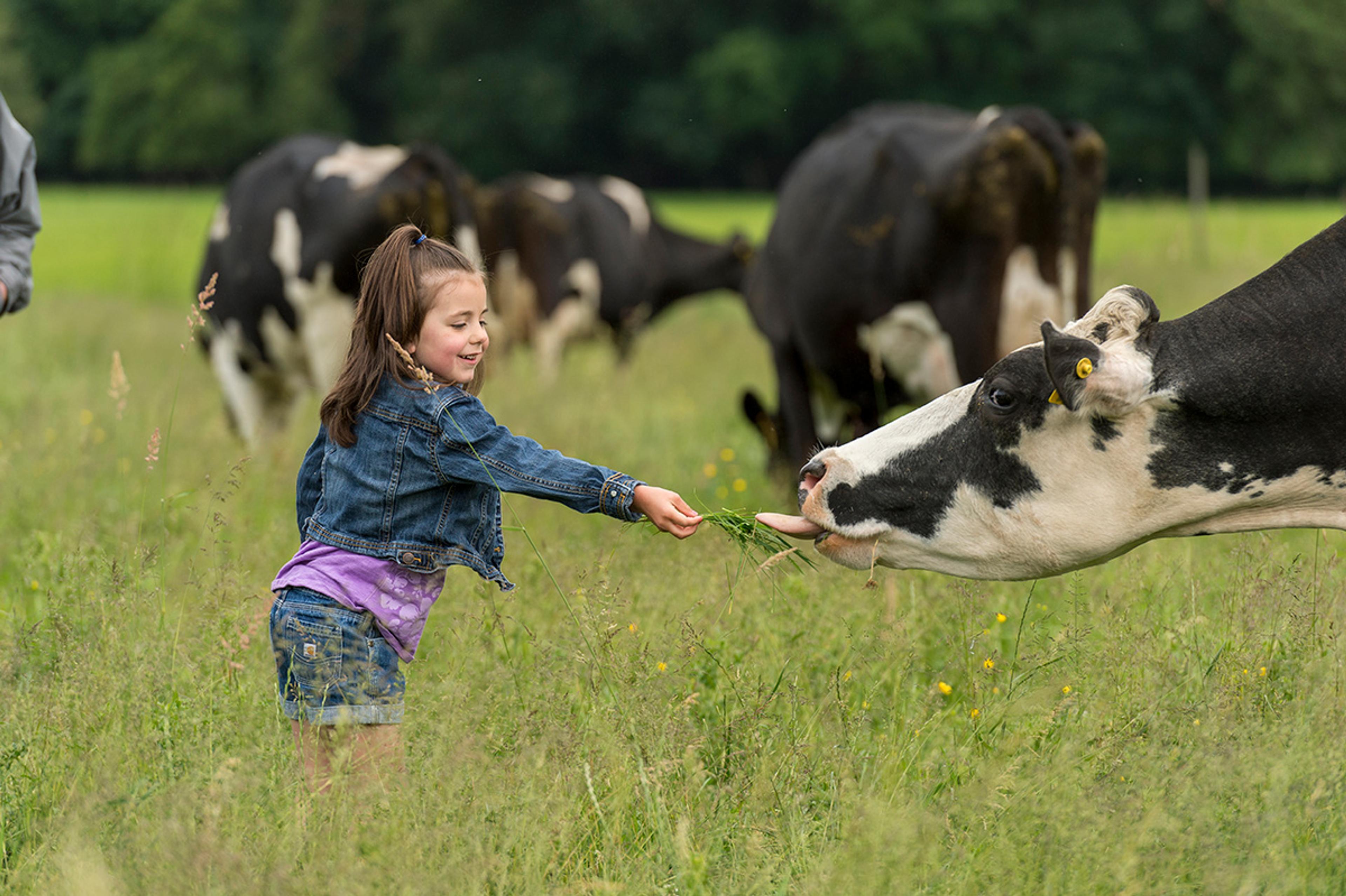 A girl holds grass out to a black and white dairy cow, which sticks out its long tongue to grab it.