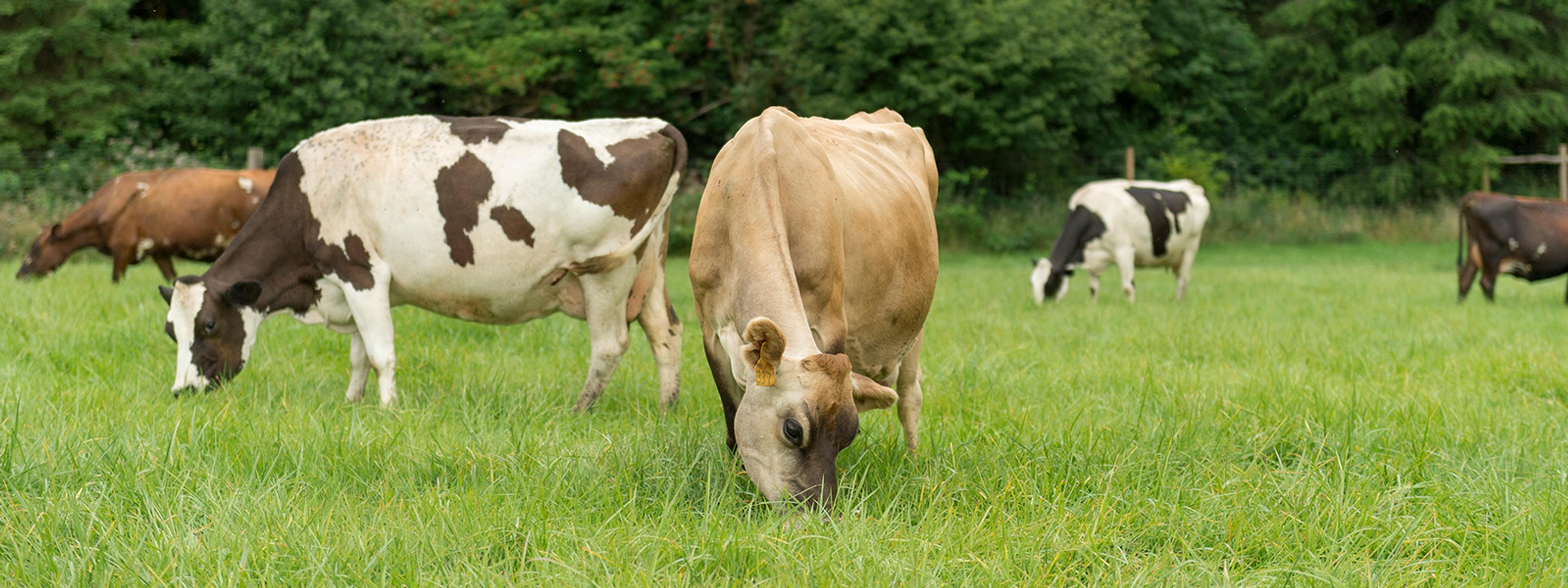 Cows grazing on the Johnston's Organic Valley family farm