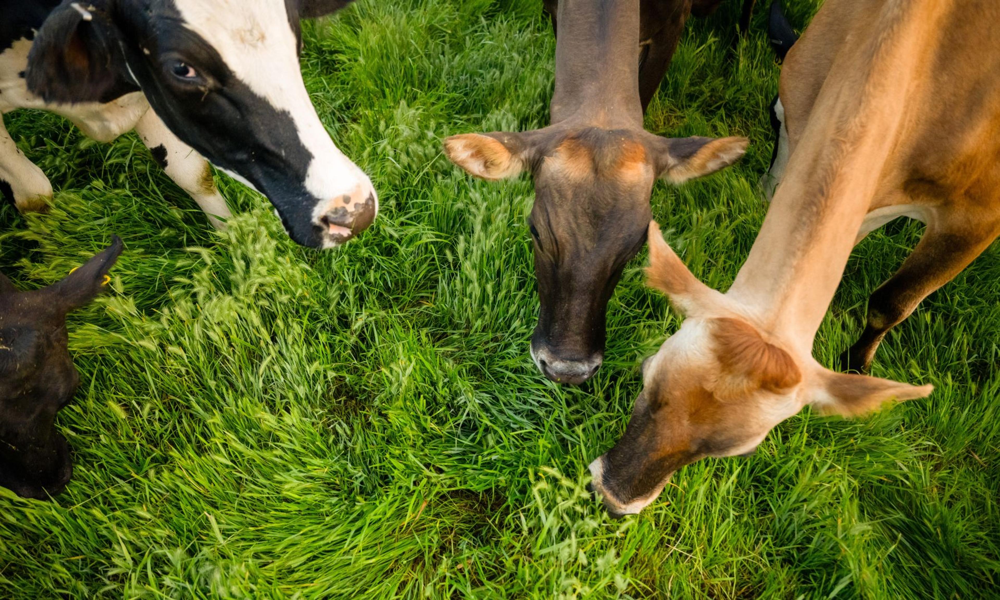 Four cows eat grasses at the McClelland farm in California.