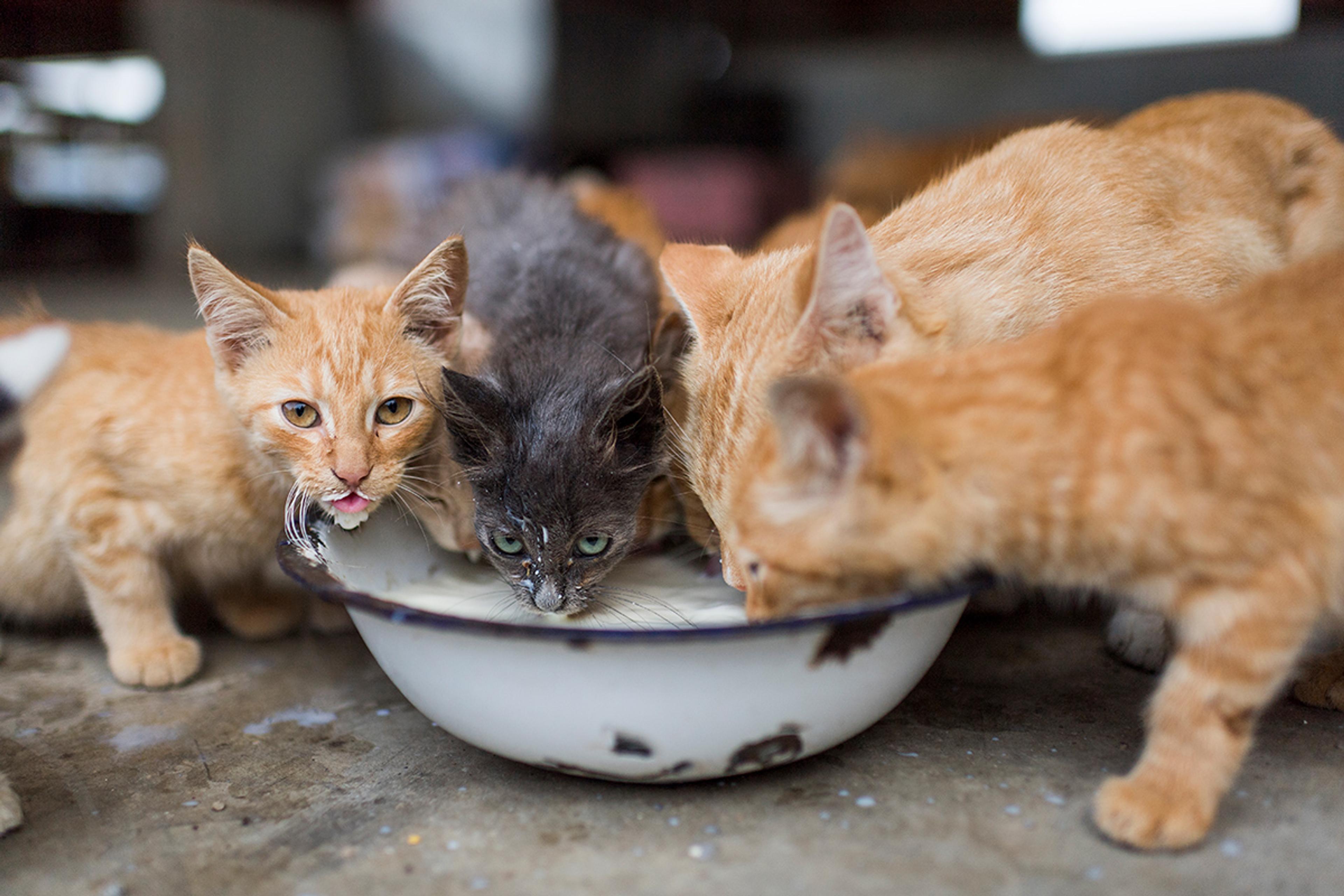 Three yellow cats and one gray cat drink milk from an old white enamel bowl.
