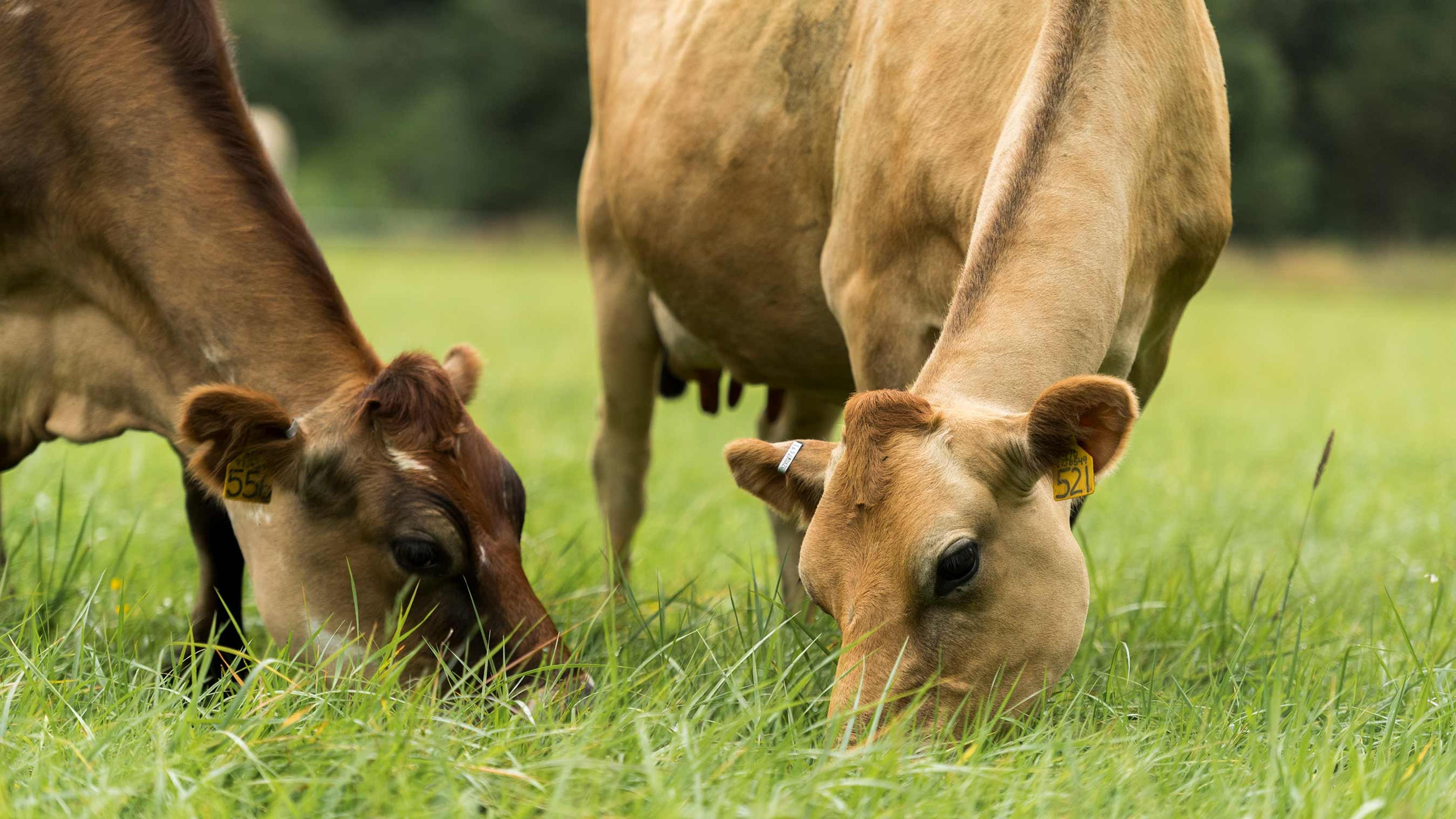 Cows grazing on the Johnston's Organic Valley family farm.