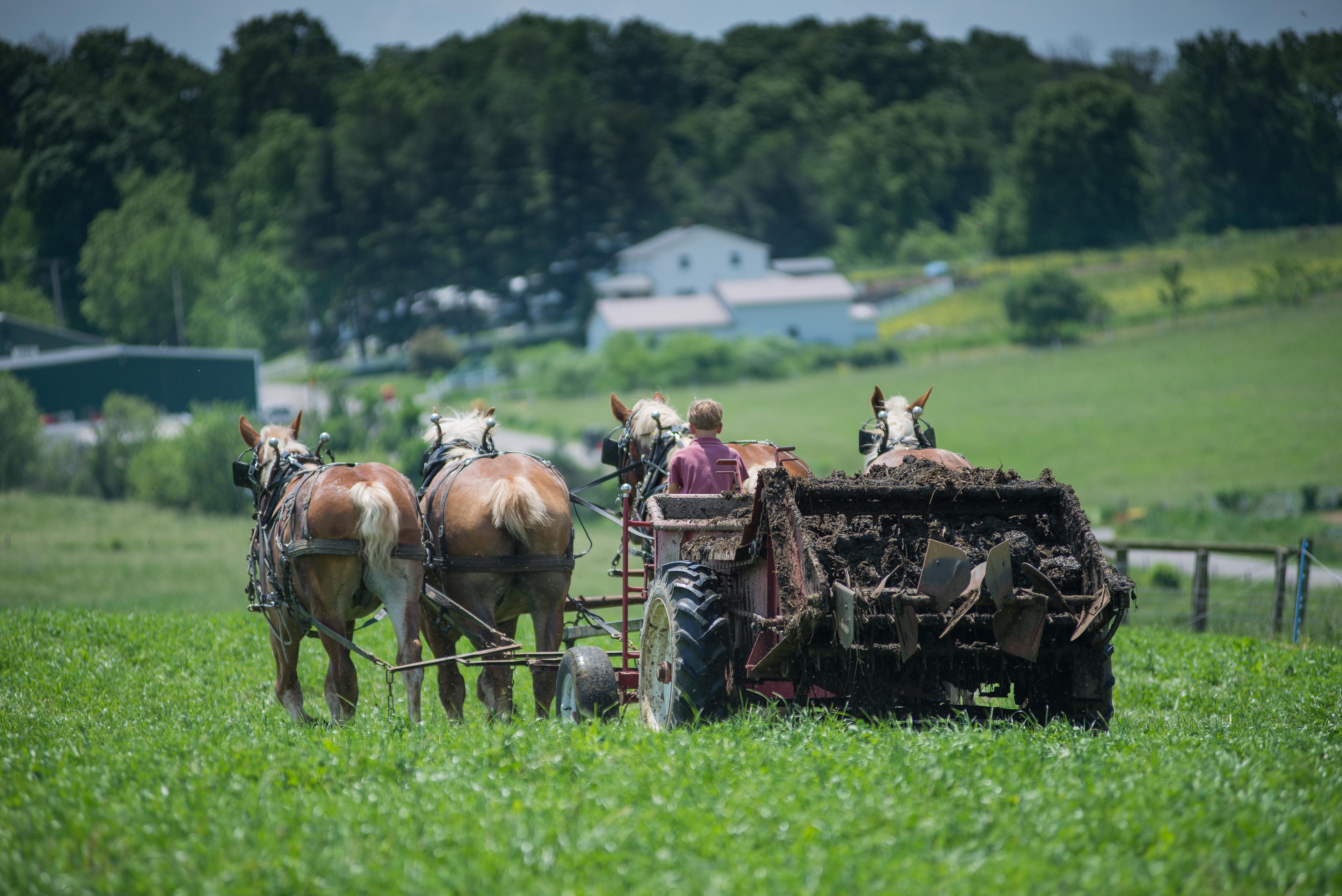 Horses pull a manure spreader at the Miller farm, Ohio.