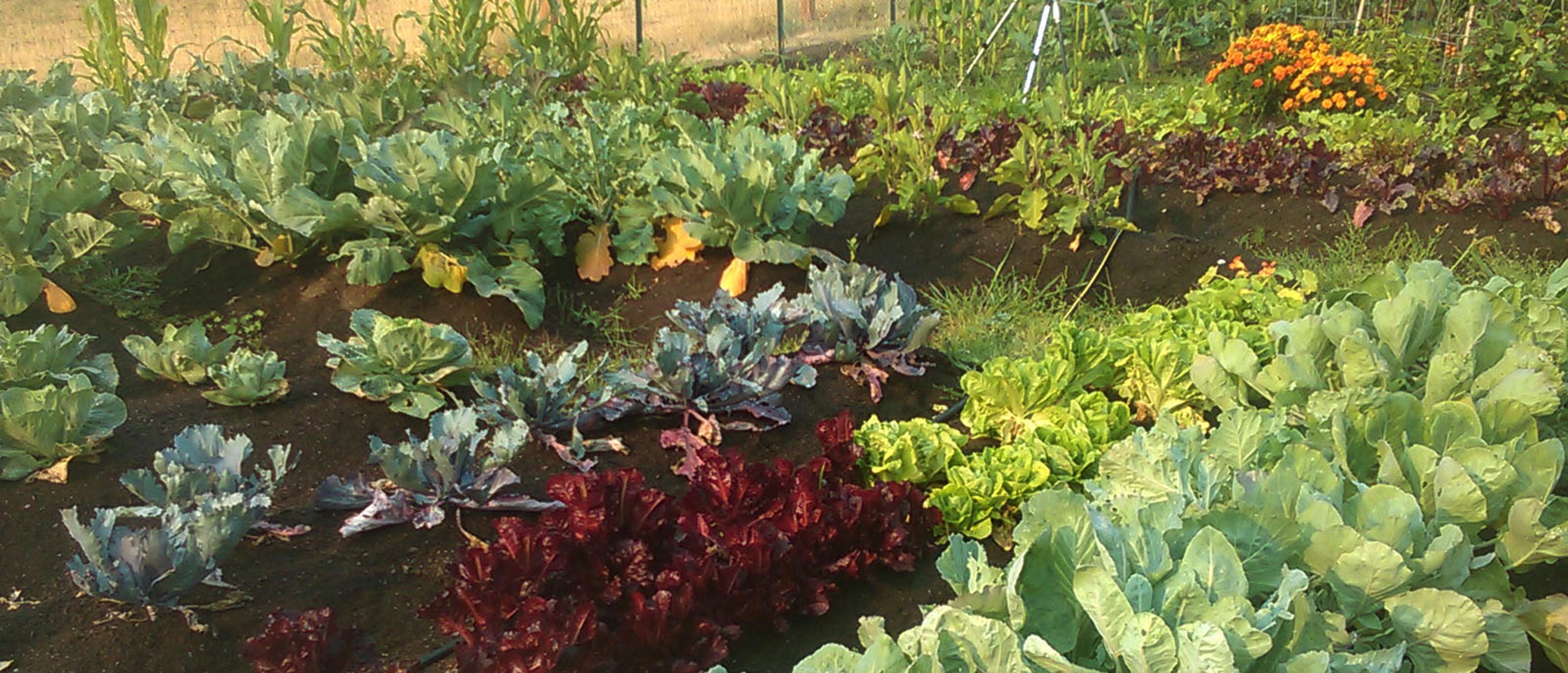 Large community garden