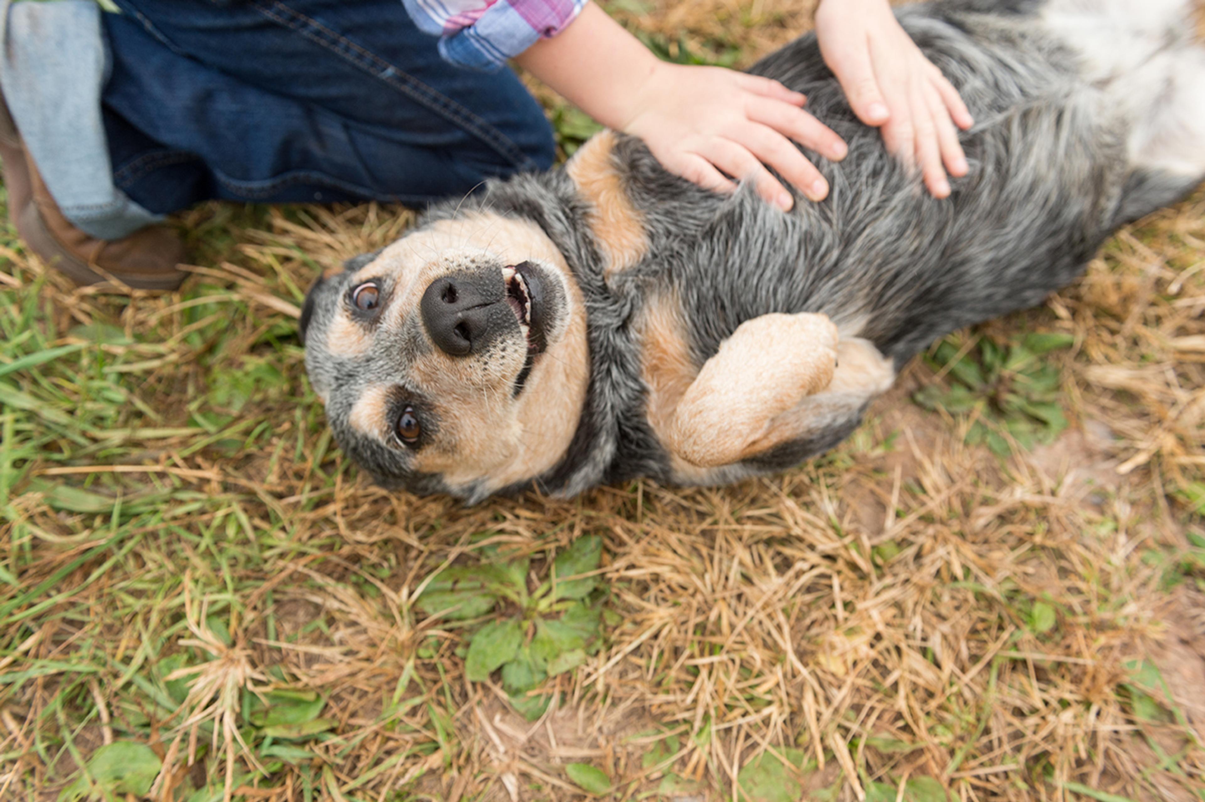 A brindle and orange dog missing a front leg looks into the camera while getting belly rubs.
