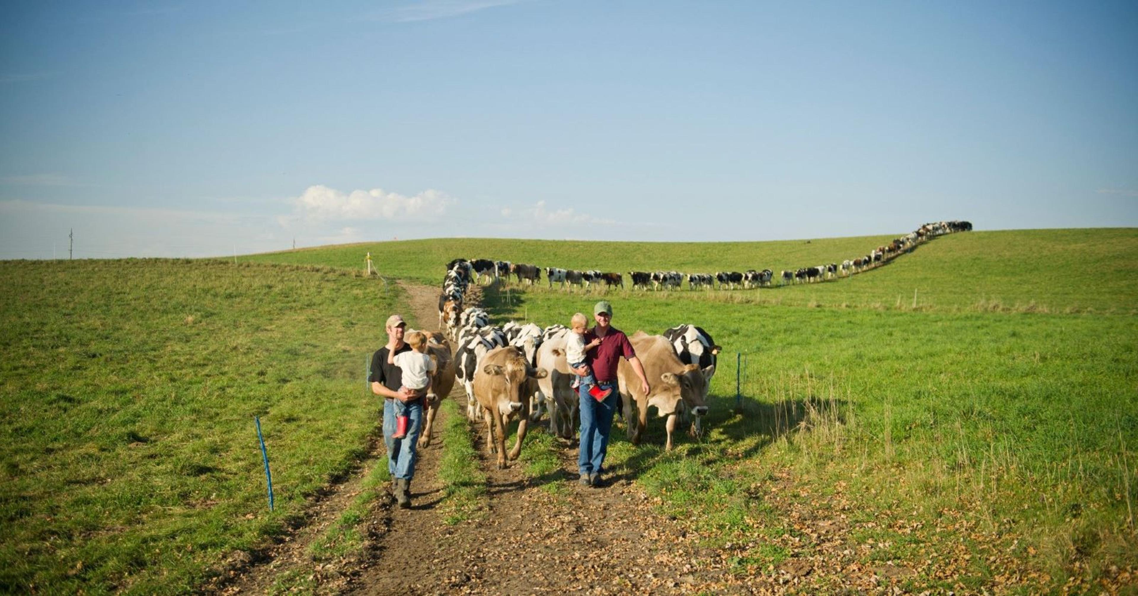 The Zwebers follow the cows back to the barn on their Minnesota farm.