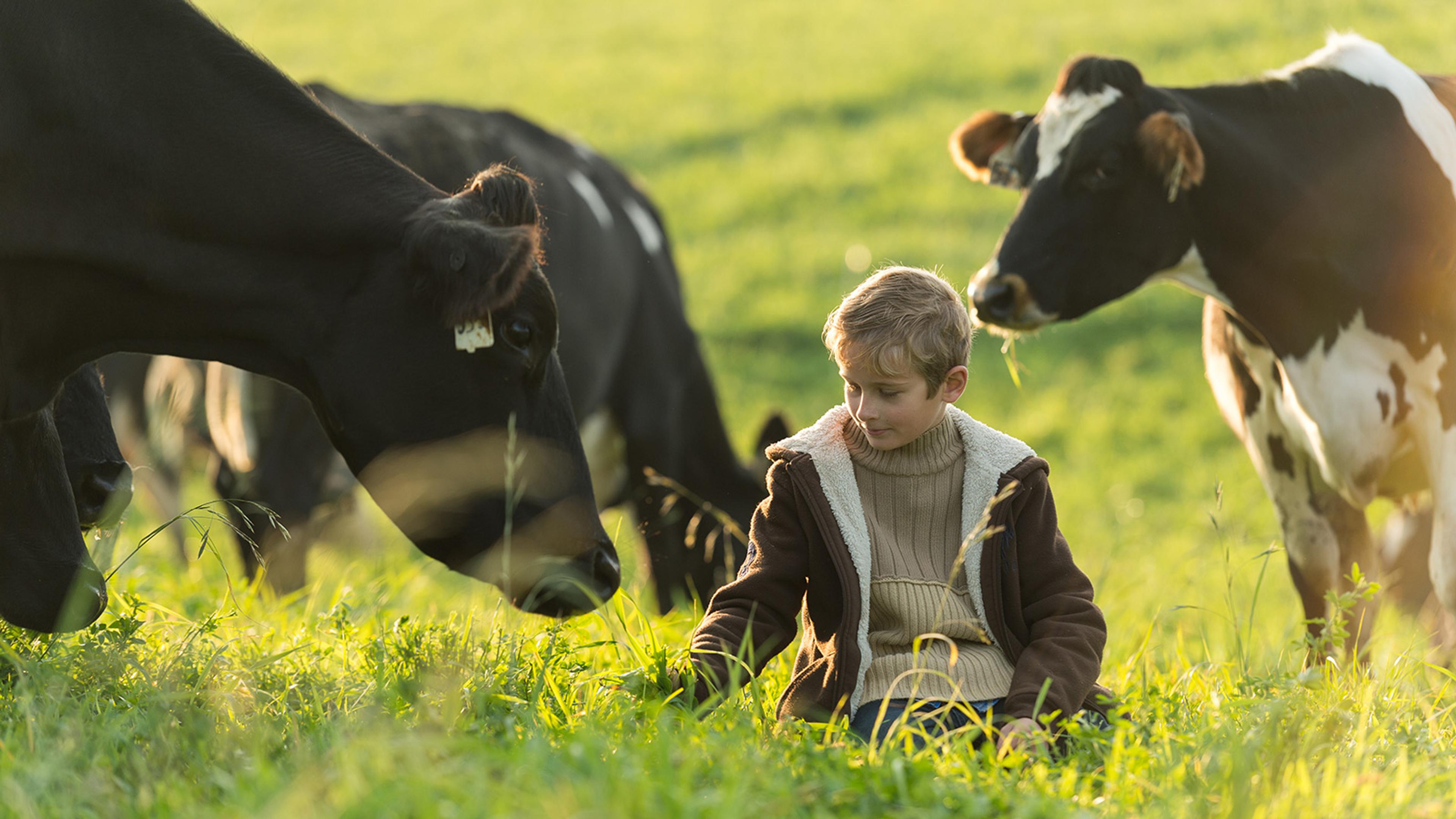 A boy sits in a green pasture with black and white cows around him.