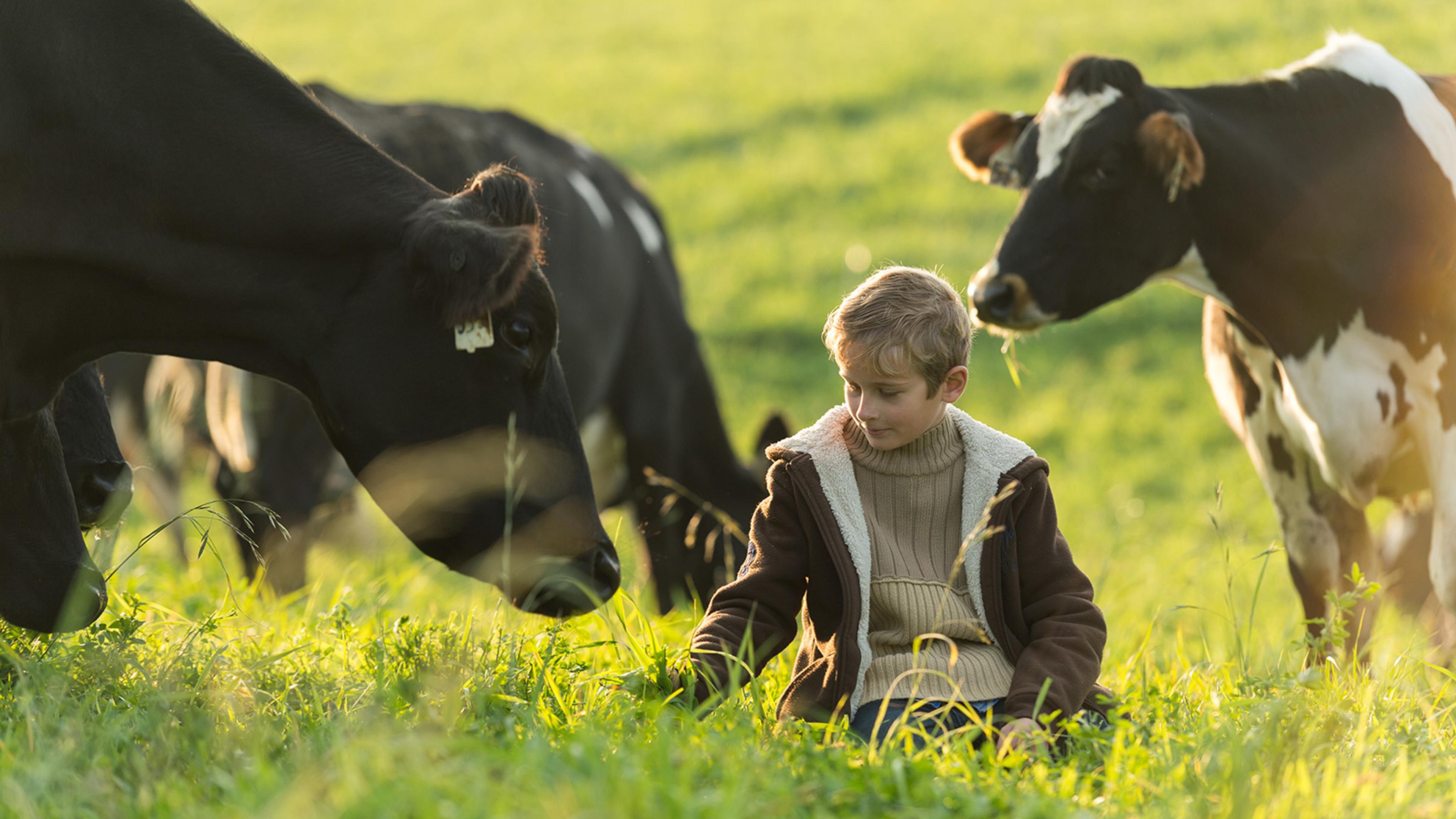 A boy sits in a green pasture with black and white cows around him. 