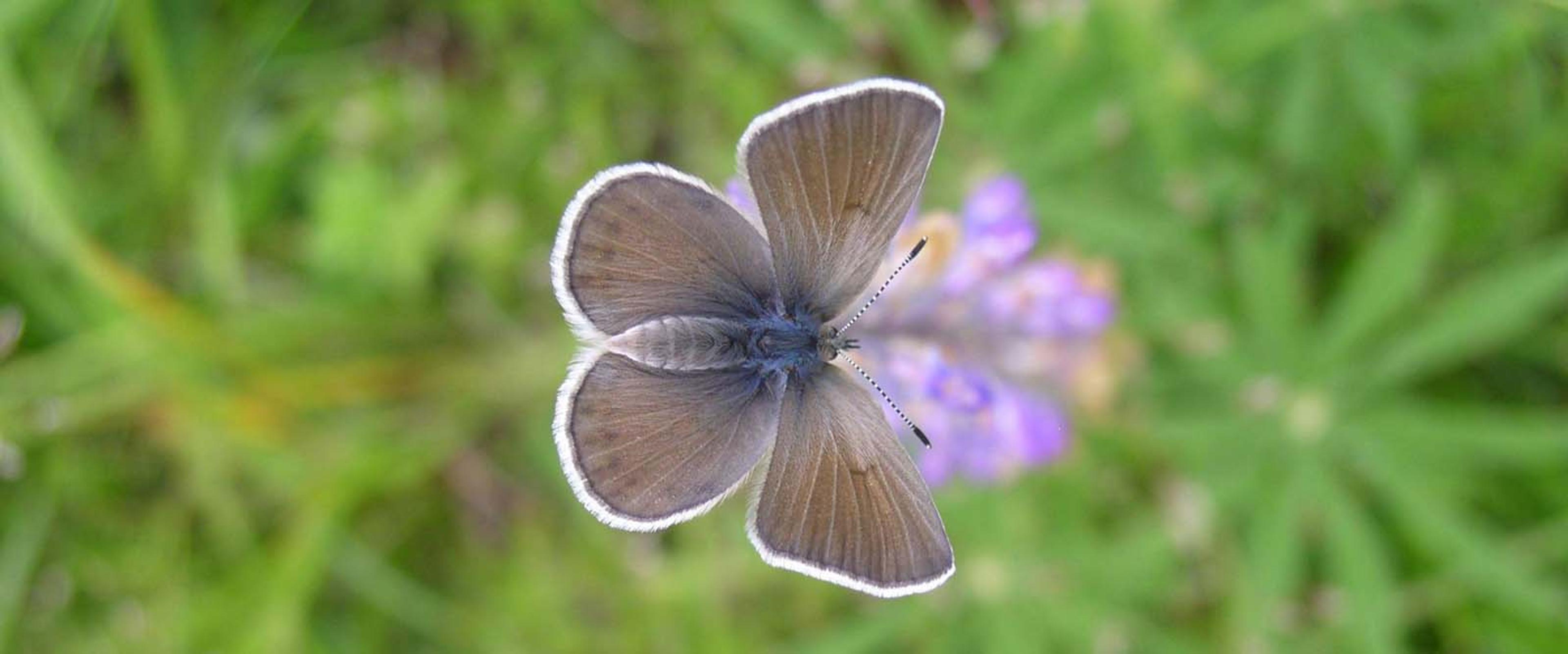 A Fender’s blue butterfly rests on lupine. © Matthew Benotsch