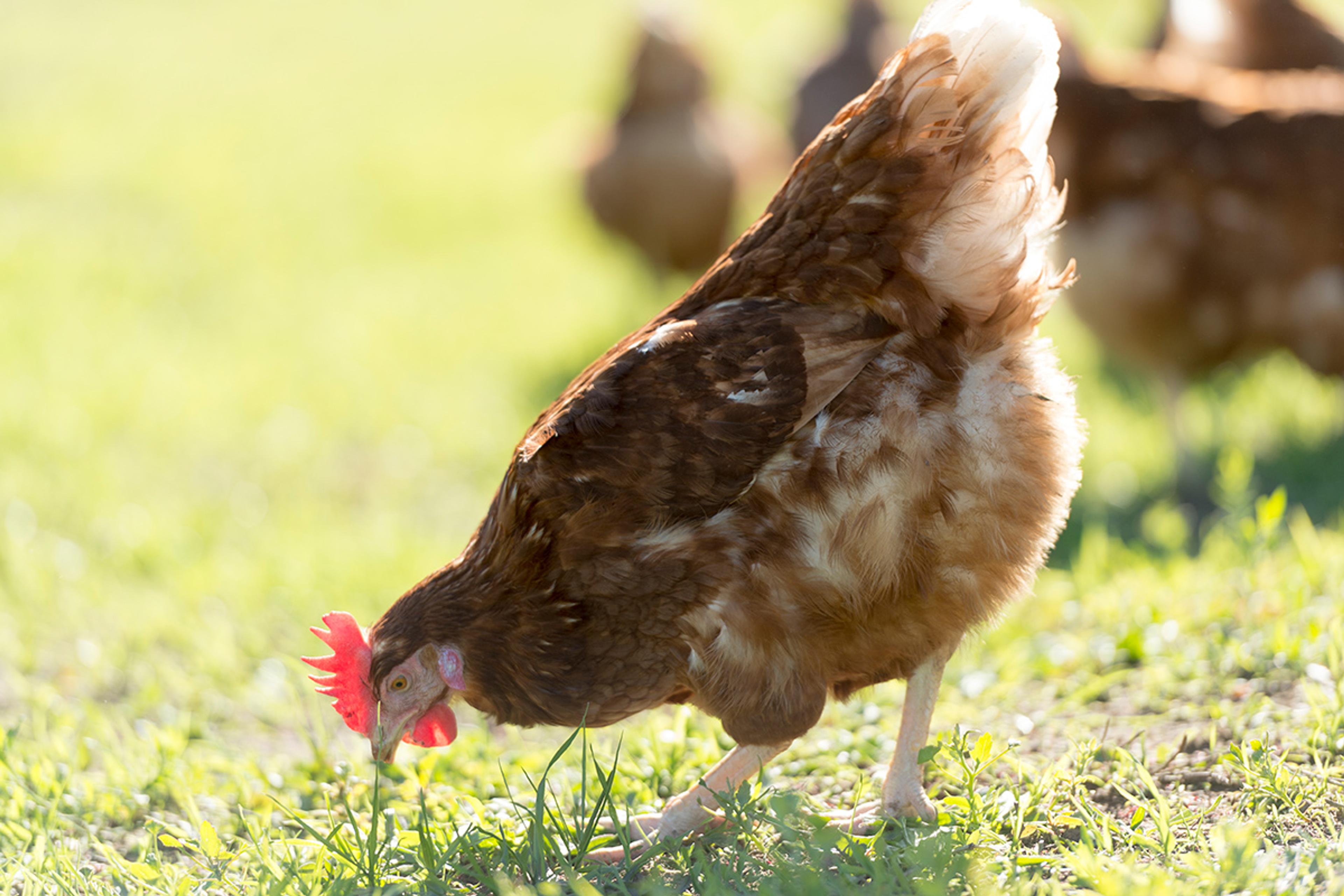 A brown hen pecks in the grass for bugs and other tasty treats on the Glick family’s Pennsylvania farm.